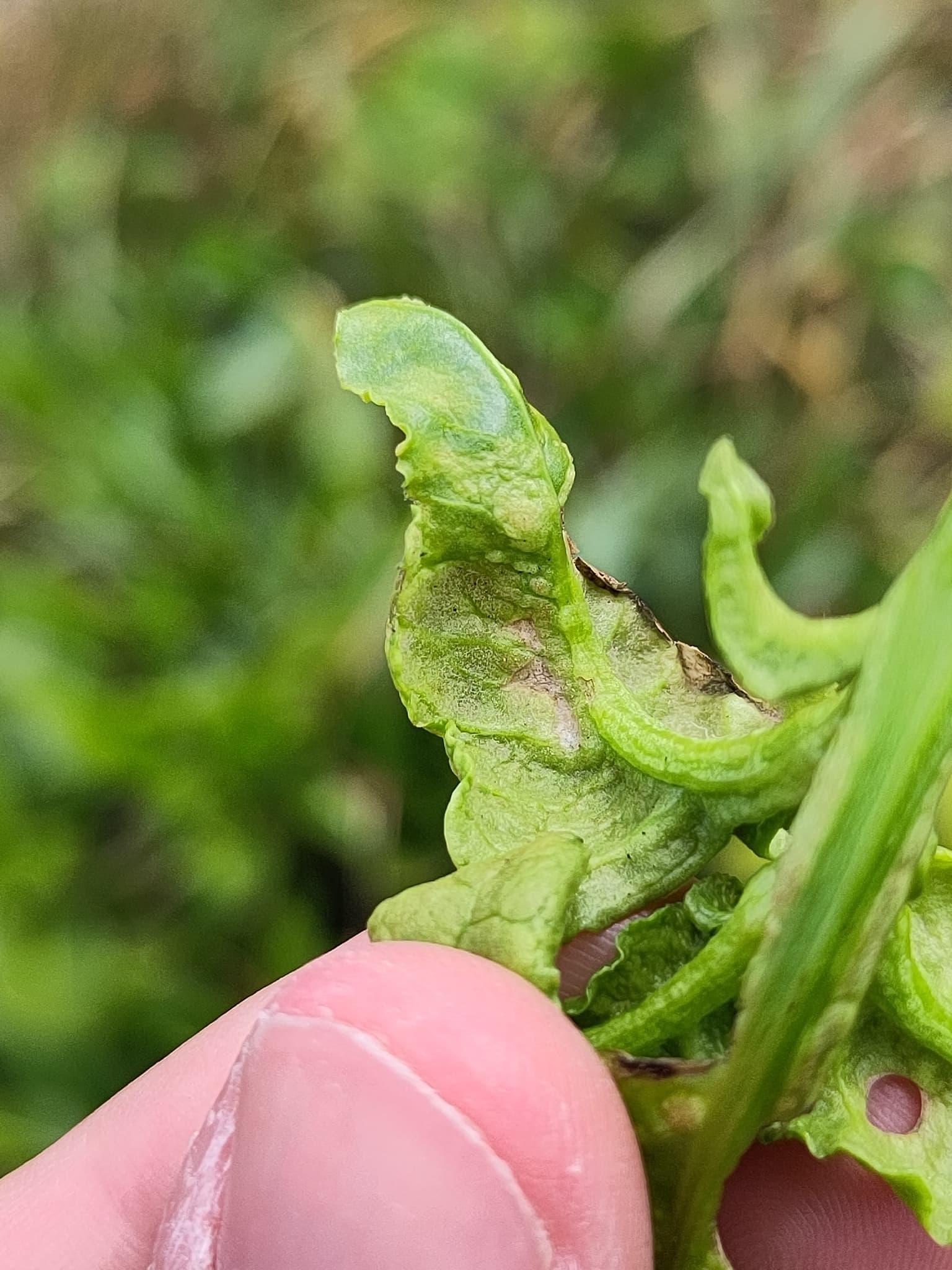 Mana la sfecla mangold: Peronospora schachtii symptoms on Beta vulgaris leaf.