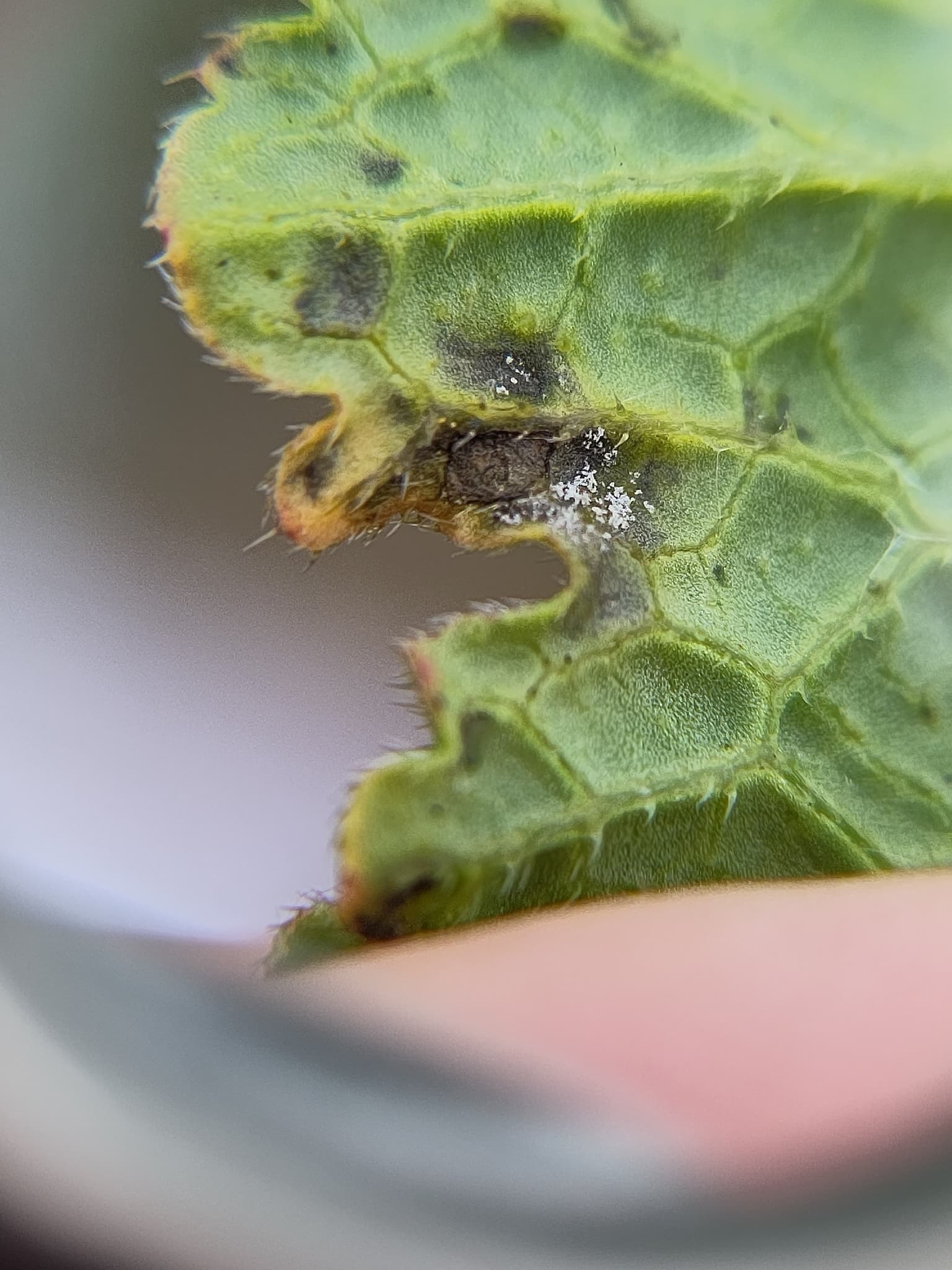 Mana la ridiche neagra: Hyaloperonospora brassicae on wild Raphanus leaf.
