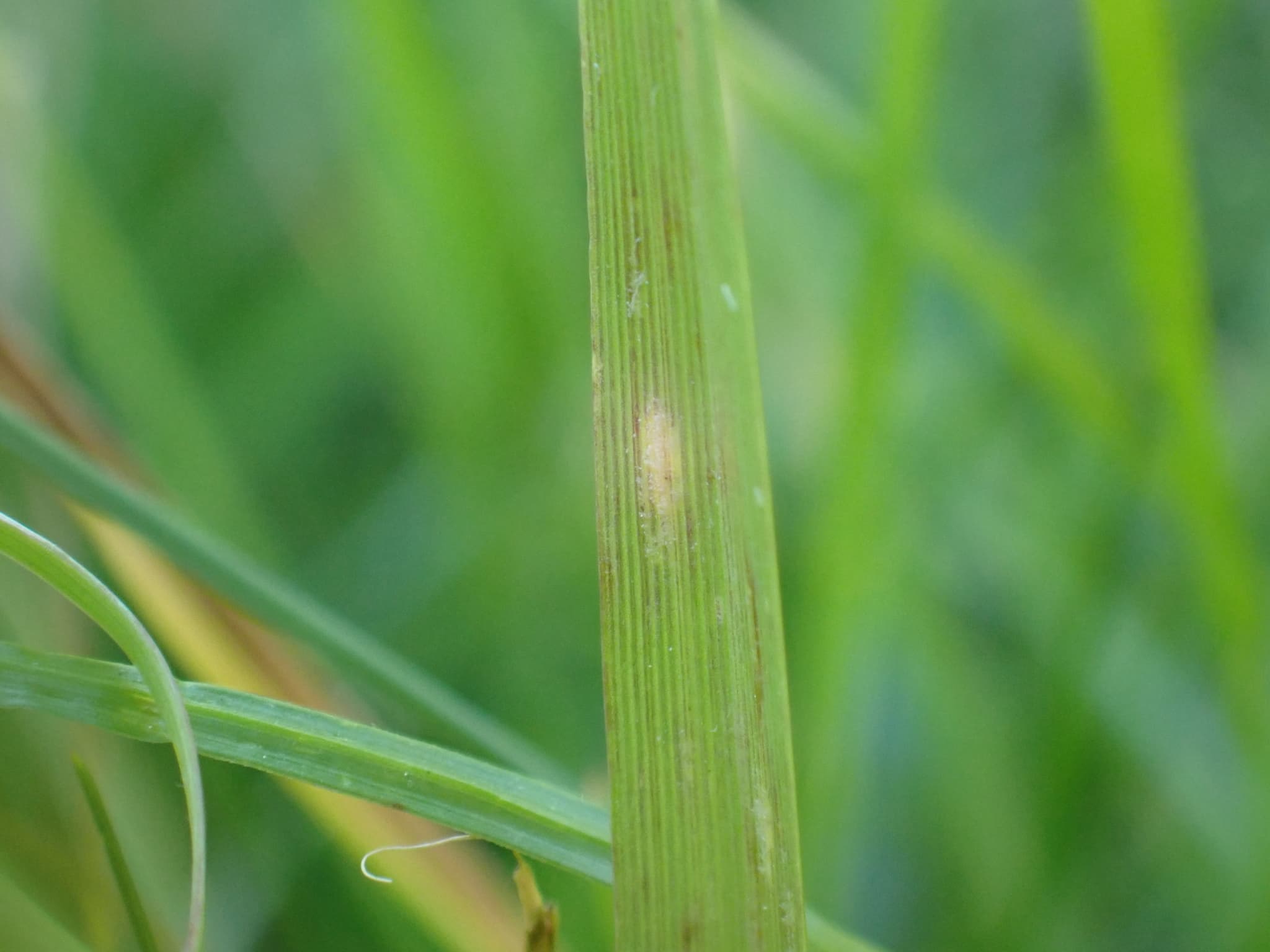 Făinare la festuca: Blumeria graminis cu simptom vizibil pe frunză de Poaceae.