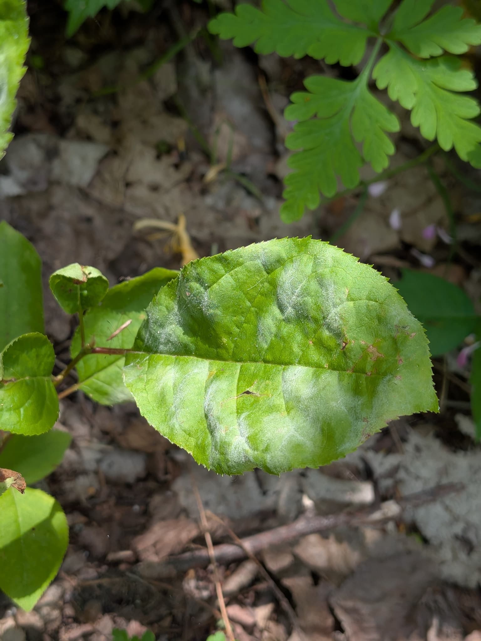 Fainare la cais: Podosphaera prunicola pe Prunus virginiana
