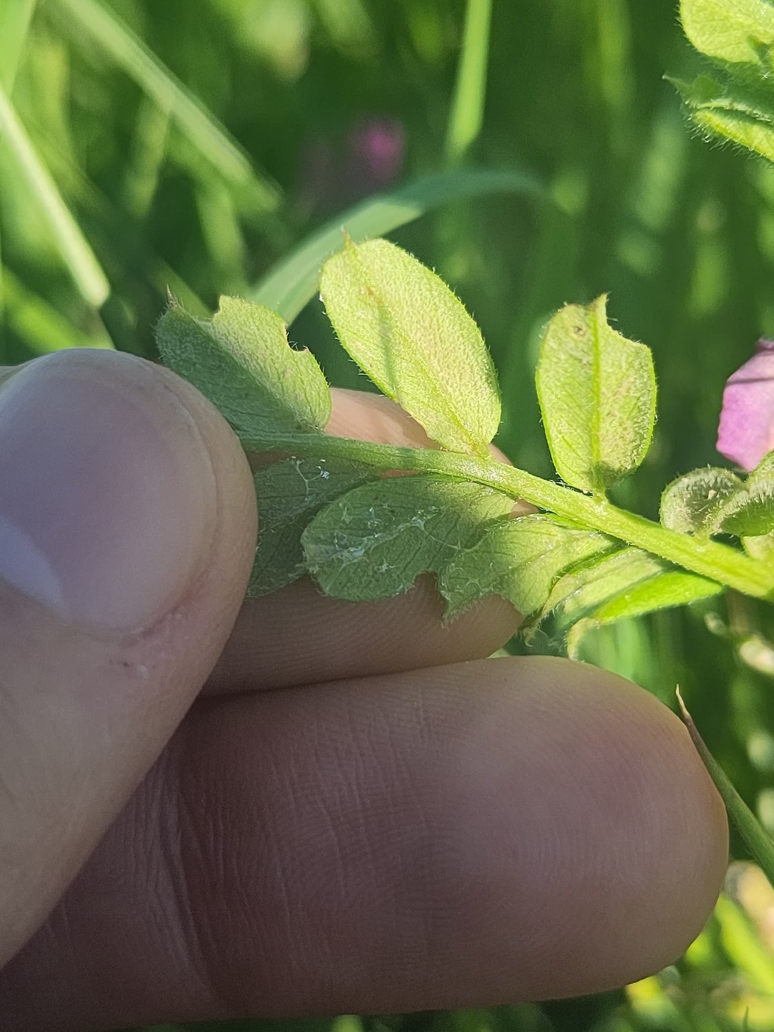 Mană la măzăriche: Peronospora viciae viciae pe Vicia sativa