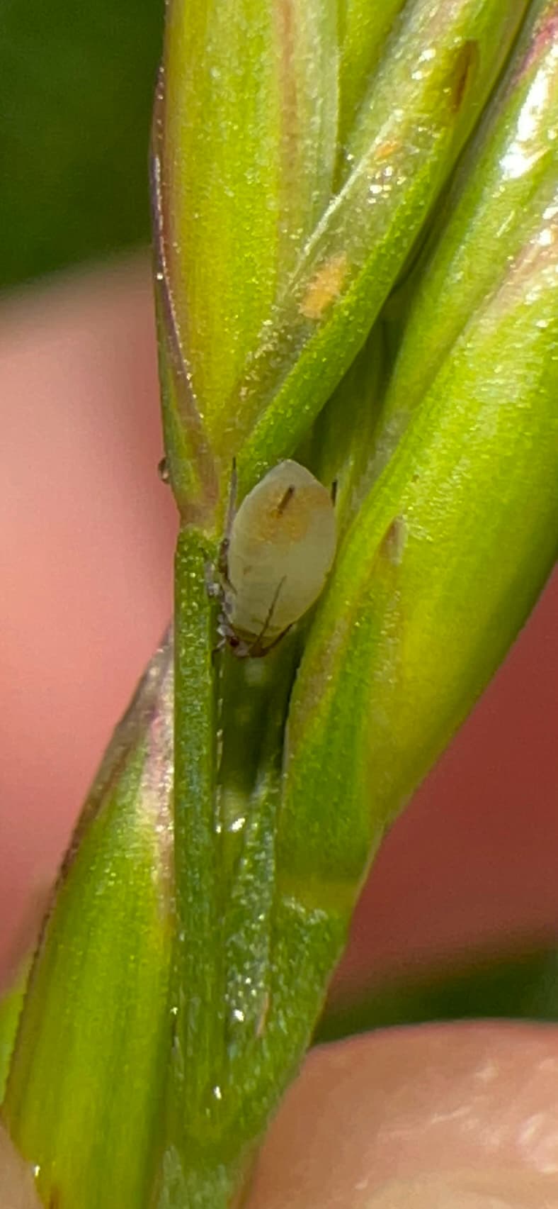 Bird cherry-oat aphid on a grass stem.