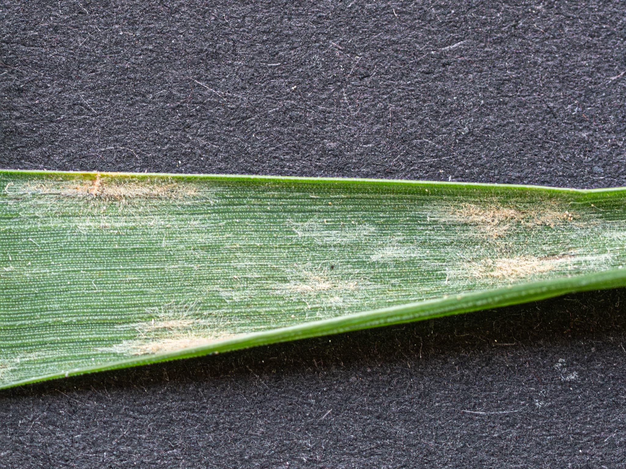Fainare la raigras peren: Blumeria graminis on Lolium perenne leaf