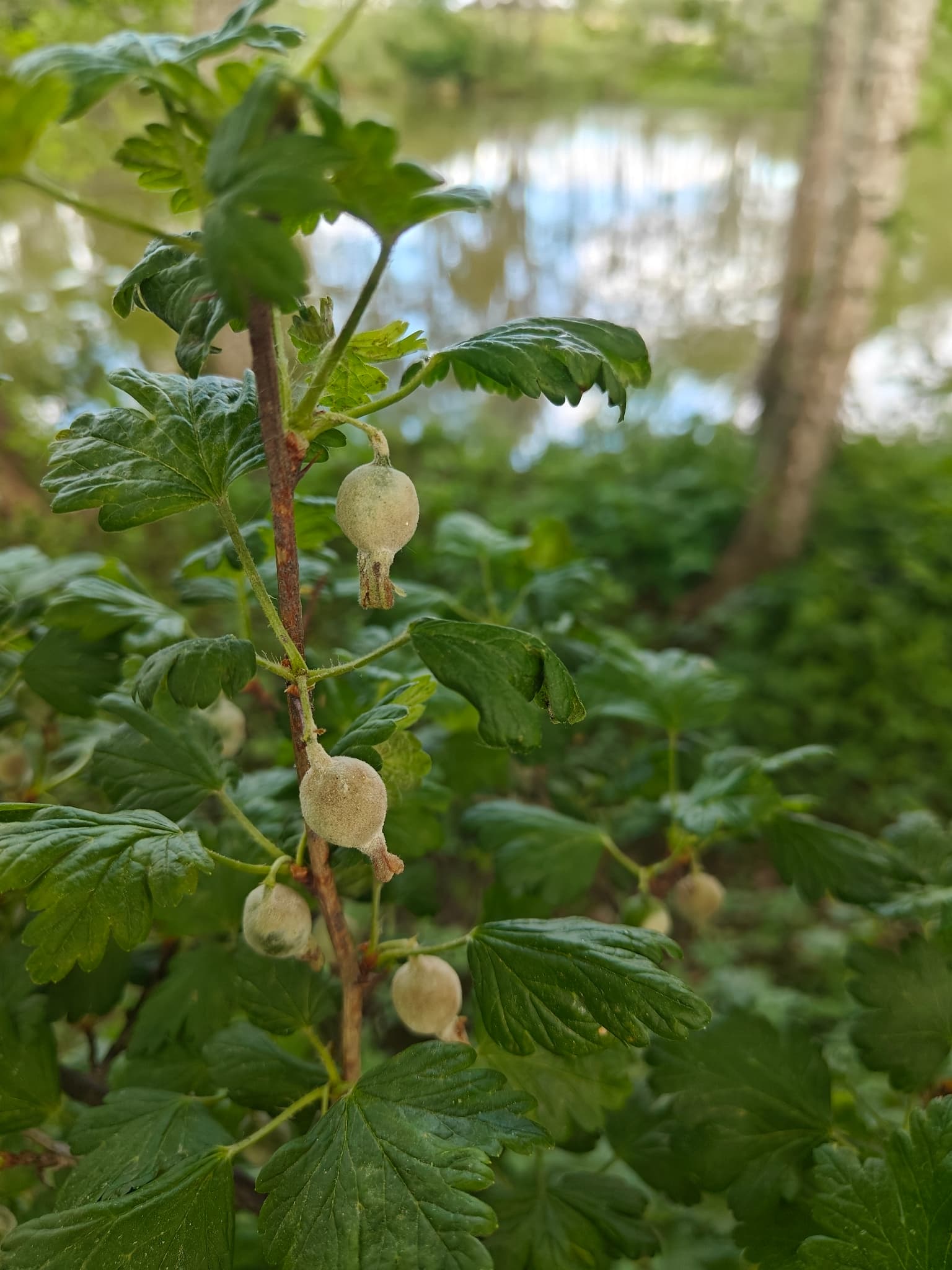 Fainare la agris: powdery mildew coating on Ribes uva-crispa fruit.