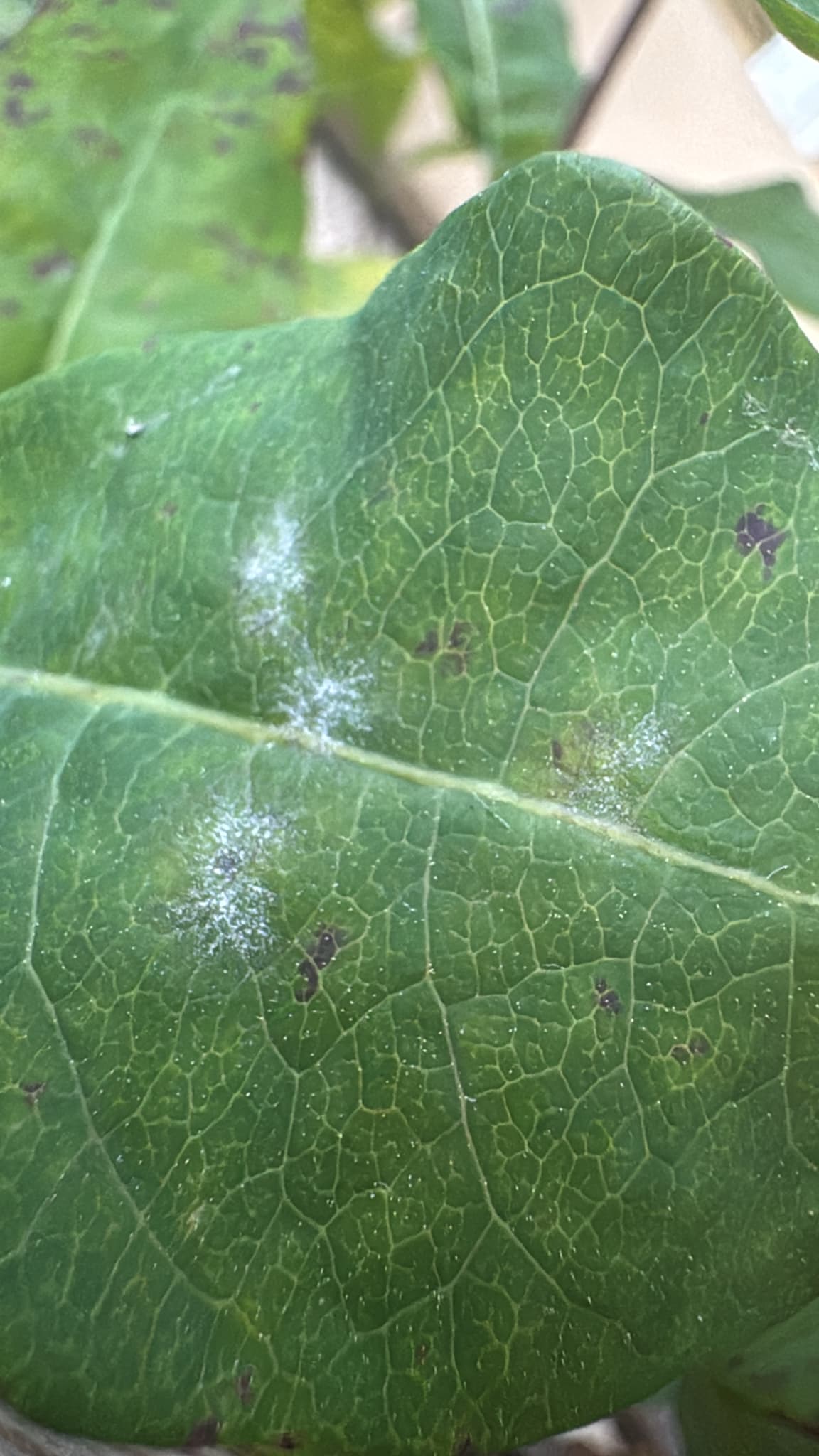 Fainare pe caprifoi, Erysiphe lonicerae cu simptom albicios pe frunza.