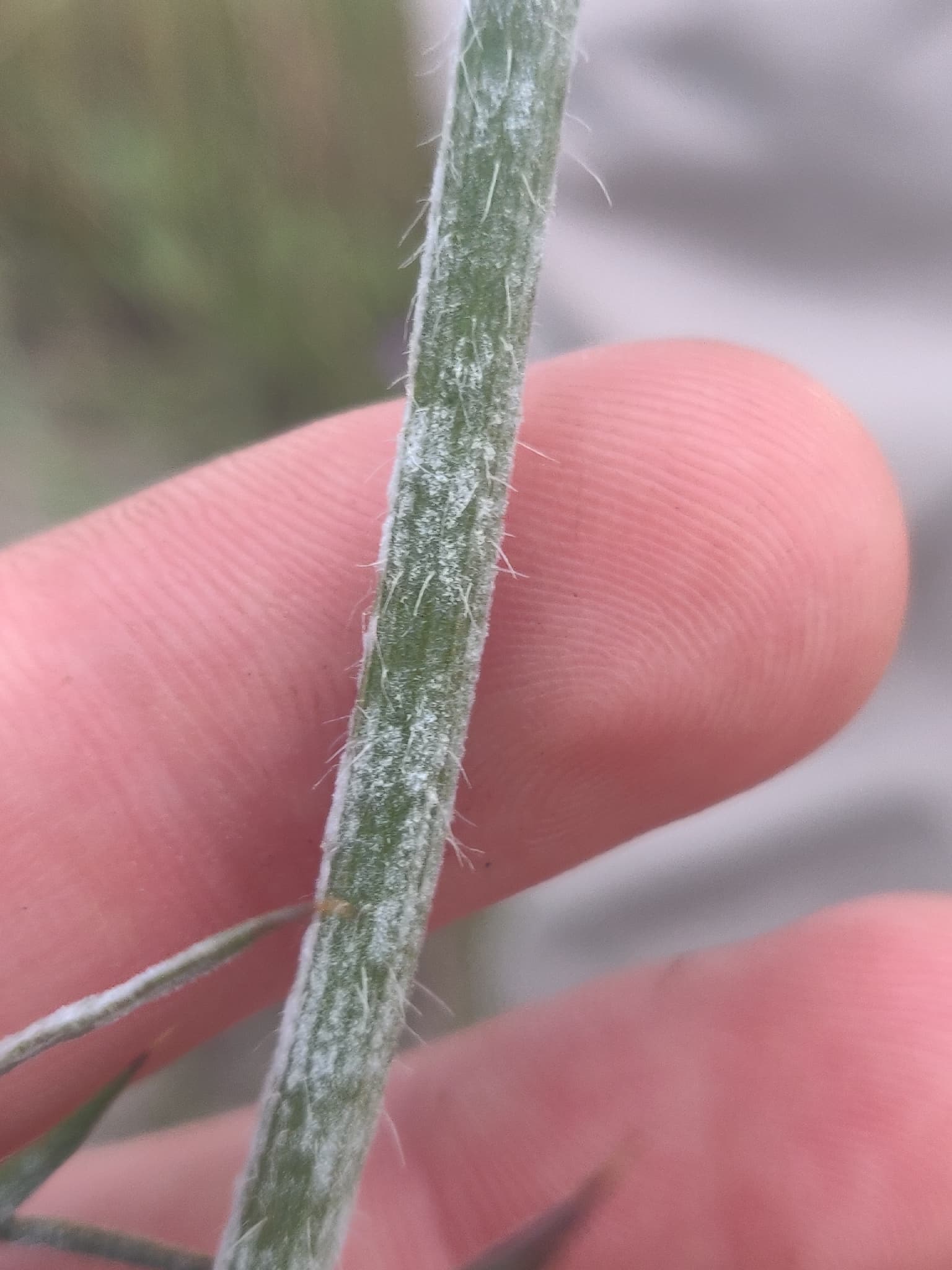 Fainare la morcov timpuriu: Erysiphe heraclei on Daucus carota stem