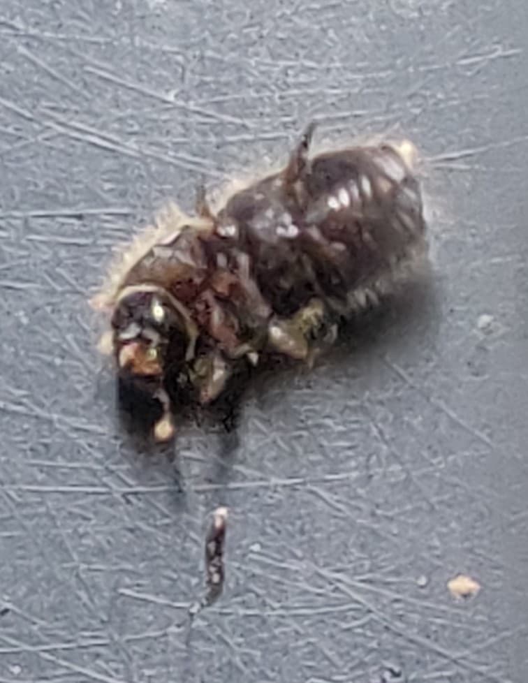 Gandacul scoartei Ips typographus pe scoarta