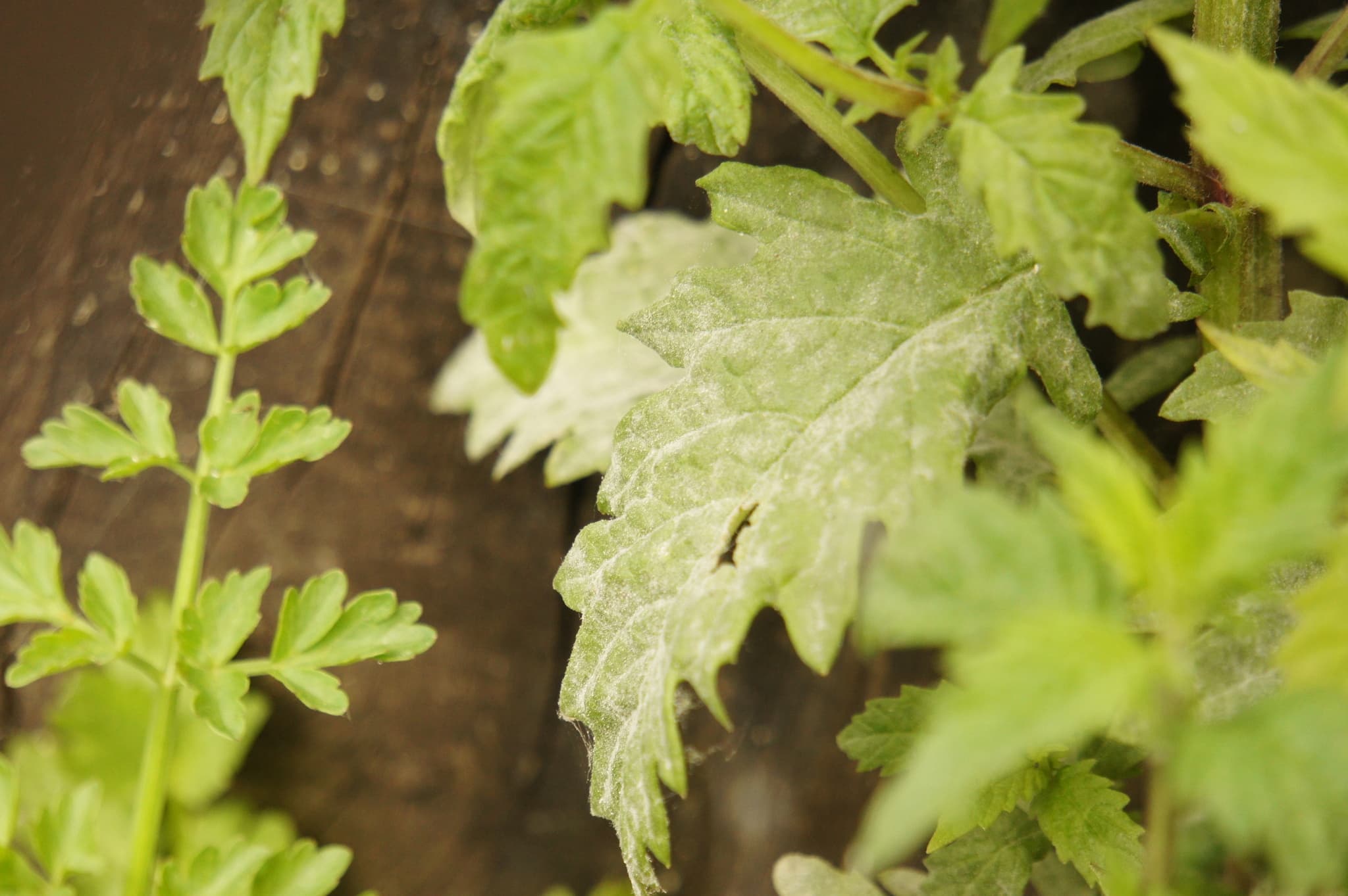 Făinare la busuioc: făinare Golovinomyces pe frunză de Lamiaceae, fallback pentru Ocimum.