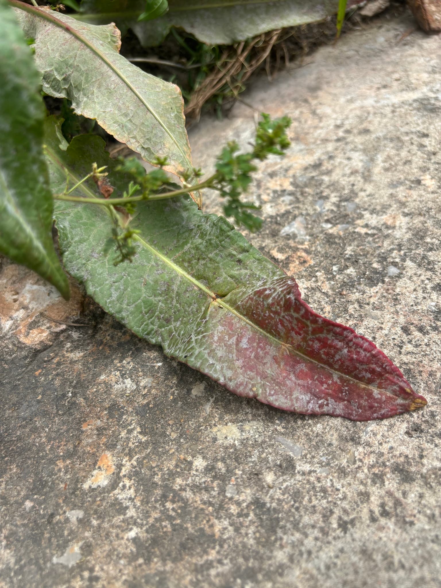 Făinare la rubarbă: Erysiphe rumicicola cu simptom vizibil pe Rumex/Polygonaceae.