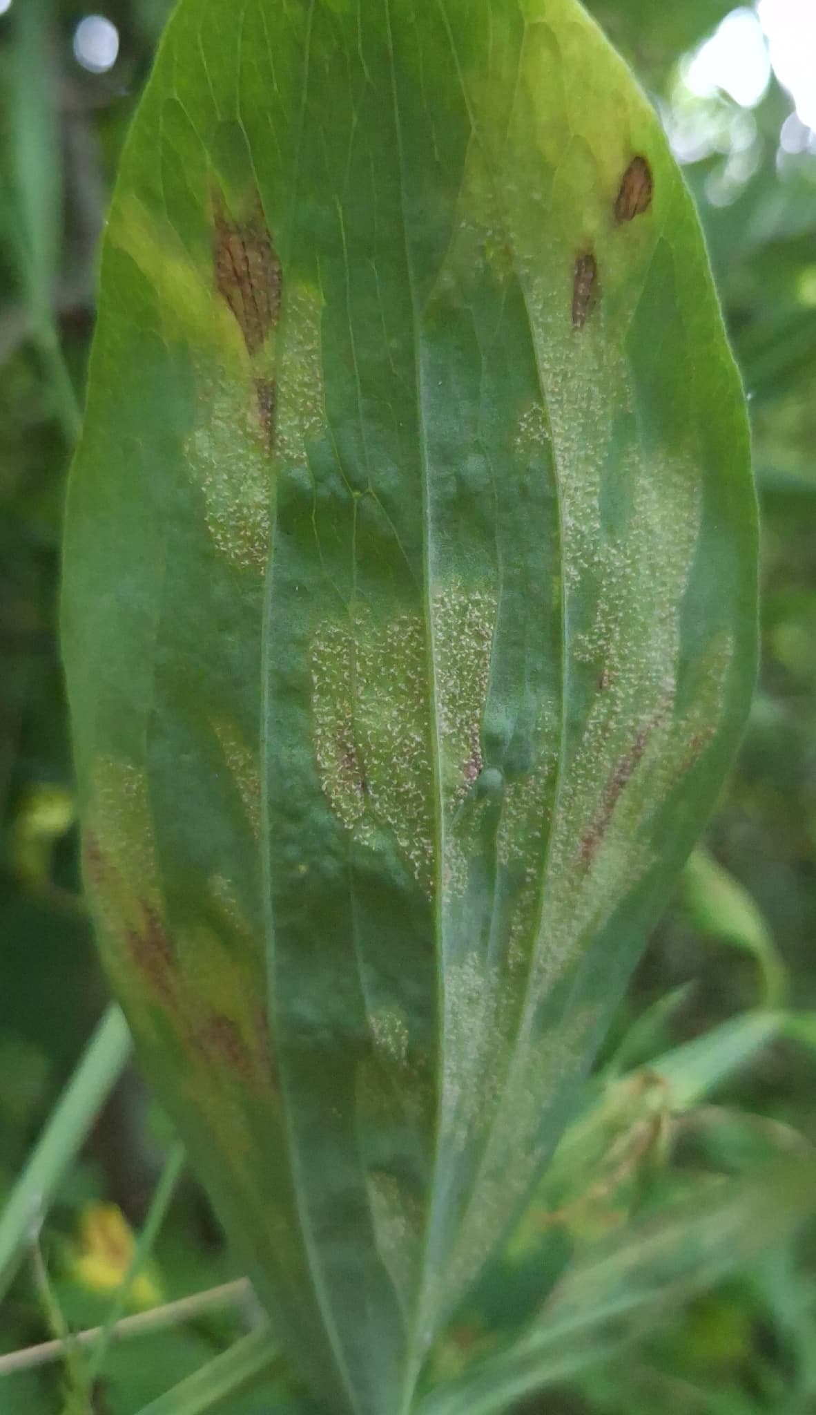 Mană la latir: Peronospora lathyrina pe Lathyrus.