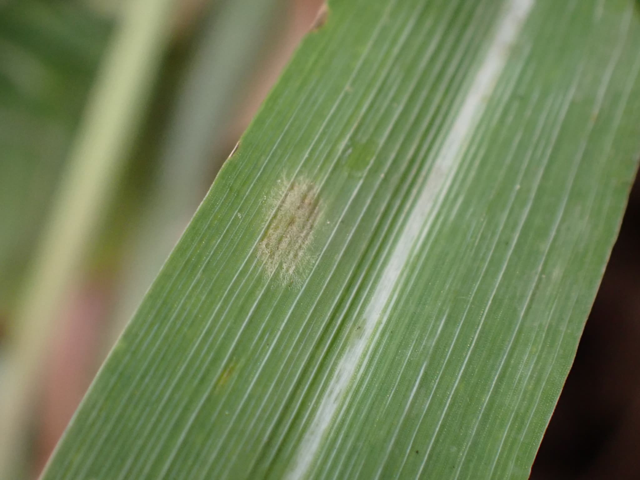 Făinare la orez: Blumeria hordei pe Hordeum vulgare, fallback Poaceae pentru orez.