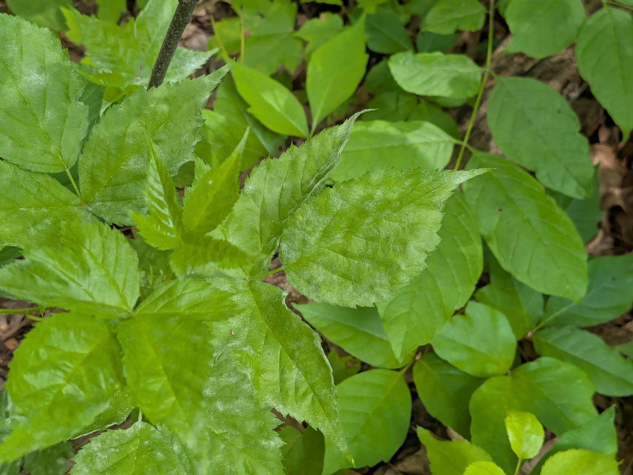 Fainare la mur fara spini: Podosphaera ruborum on Rubus leaves