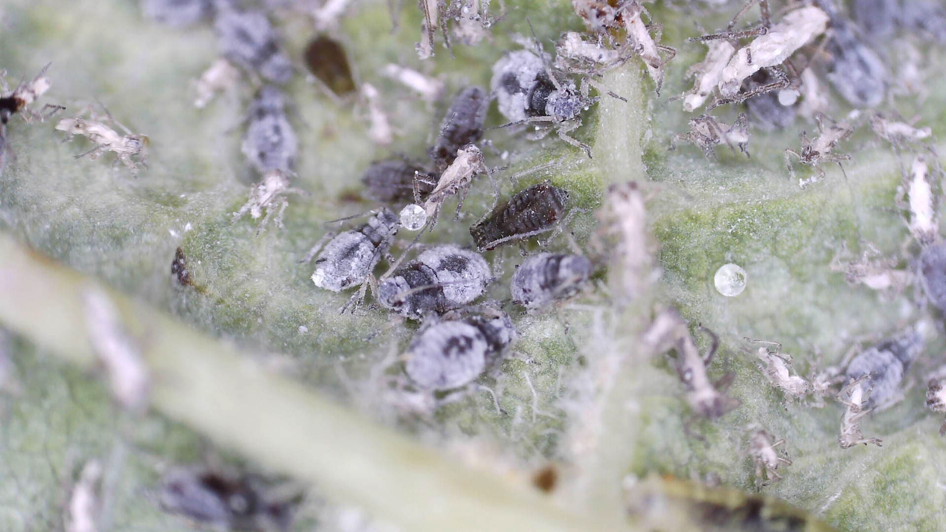 Paduchele ovazului: Rhopalosiphum padi