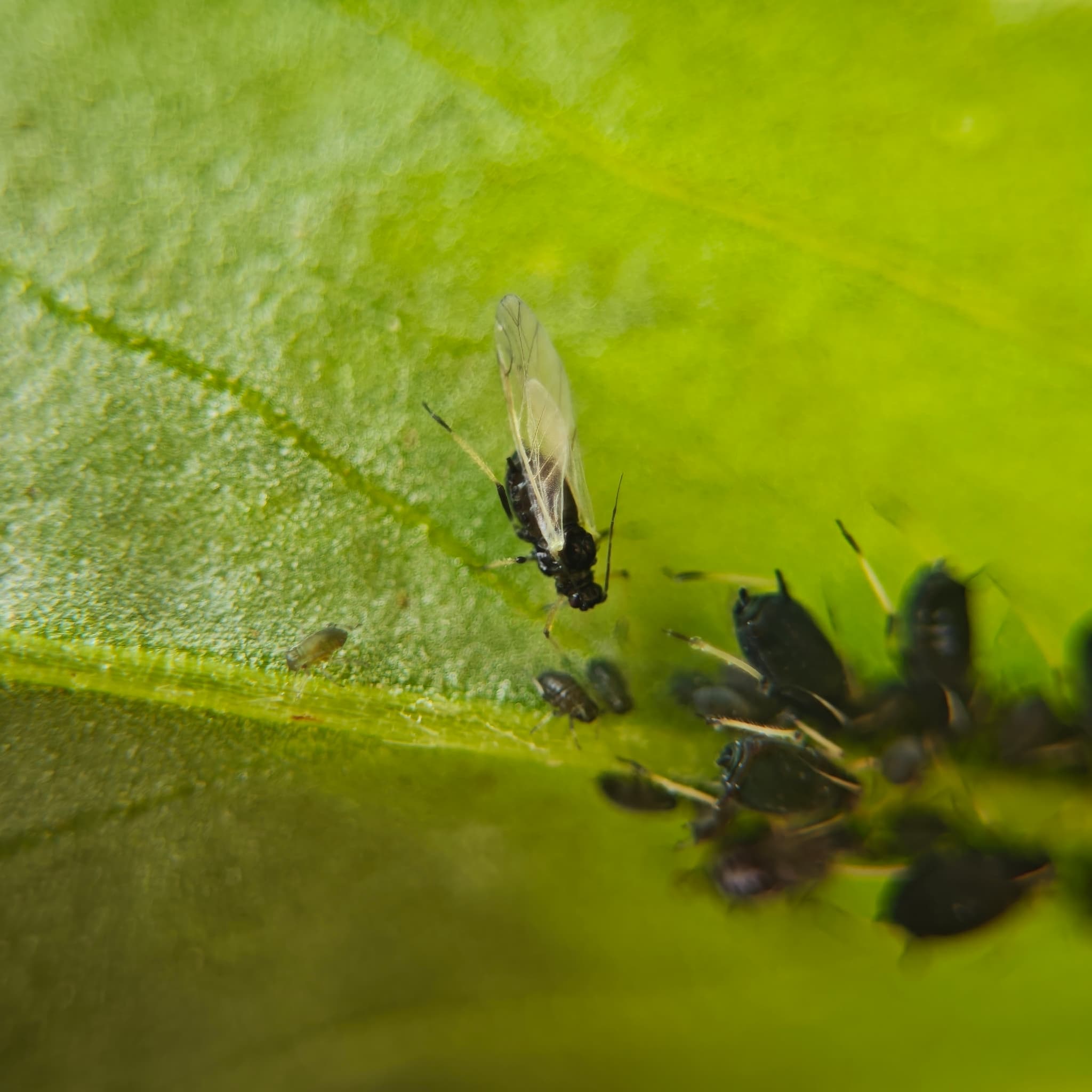 Afide la fasole: Aphis fabae adult and nymphs on Vicia faba leaf.