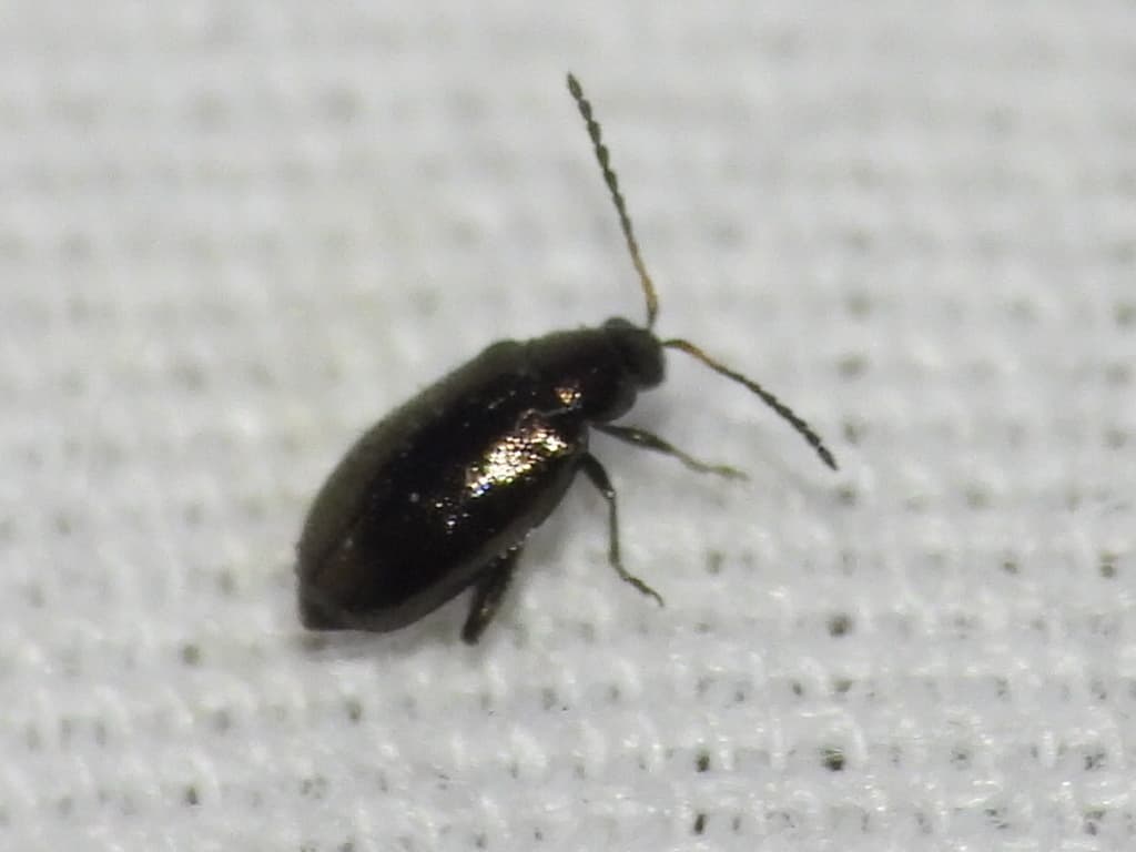 Puricele guliei: Phyllotreta cruciferae, fallback pentru Brassica si gulie.
