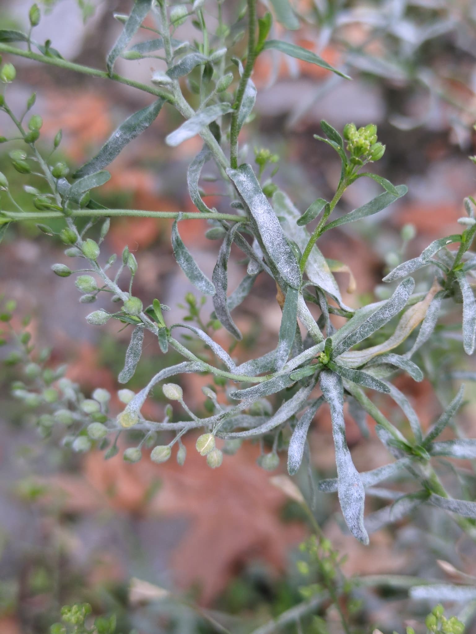 Făinare la hrean: Erysiphe cruciferarum pe Brassicaceae, fallback pentru hrean.