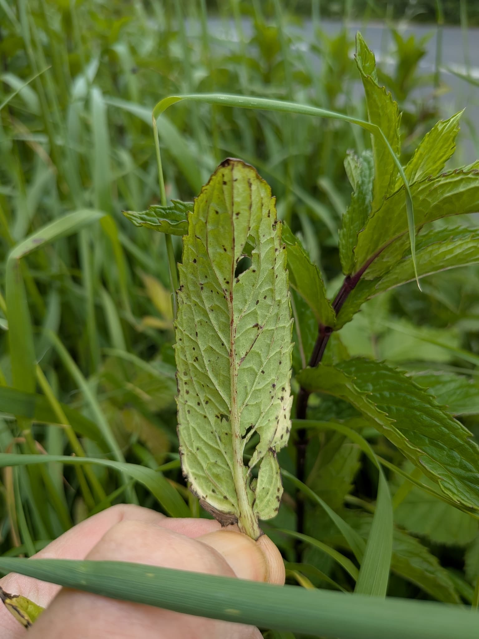 Mint leaf with many small leaf spots