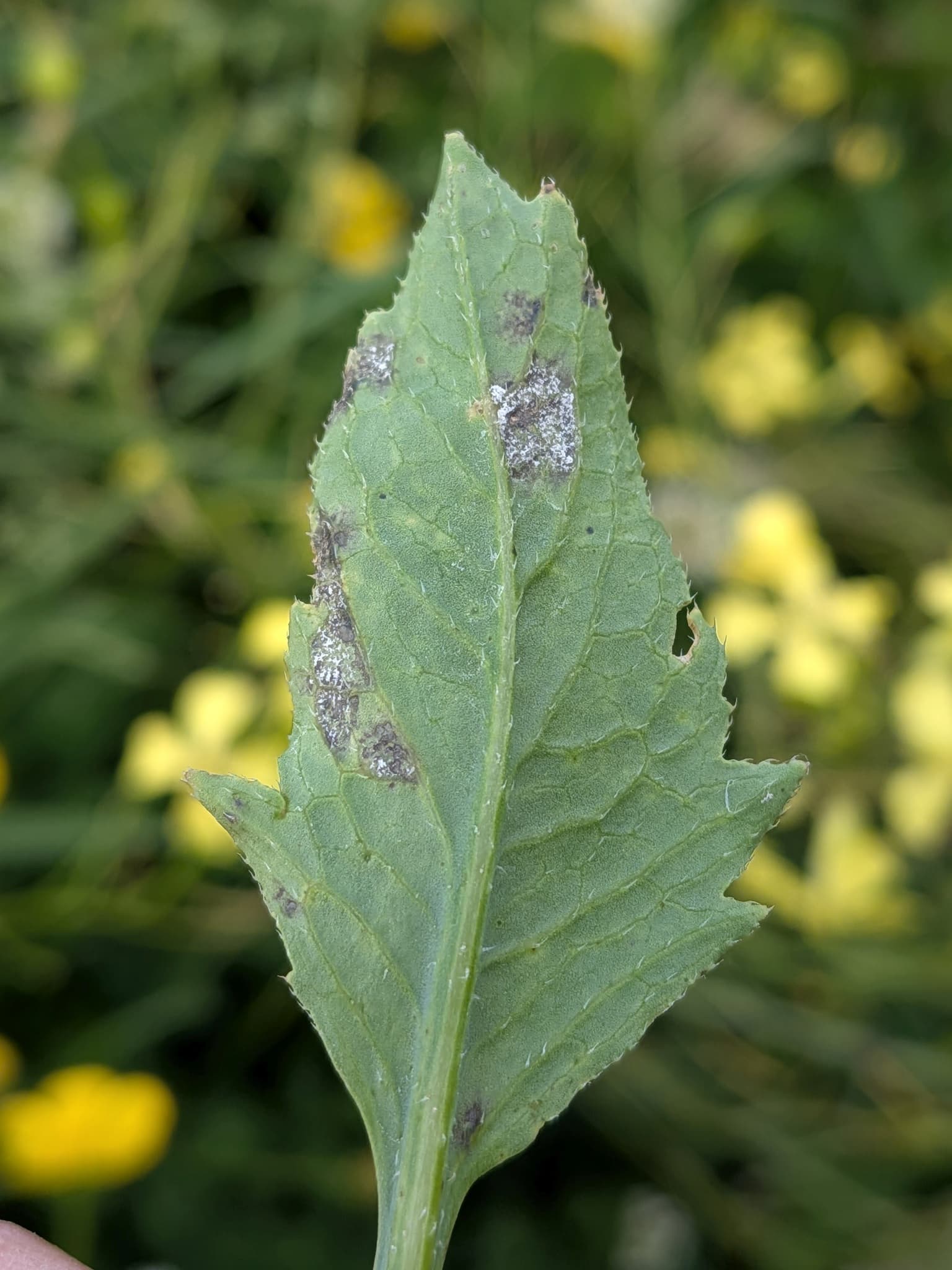 Mana la ridiche de luna: Hyaloperonospora brassicae on wild Raphanus leaf.