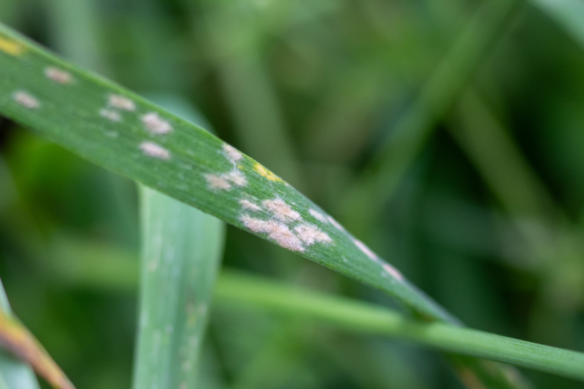 Făinare la dactil: Blumeria dactylidis powdery mildew patches on grass leaf.