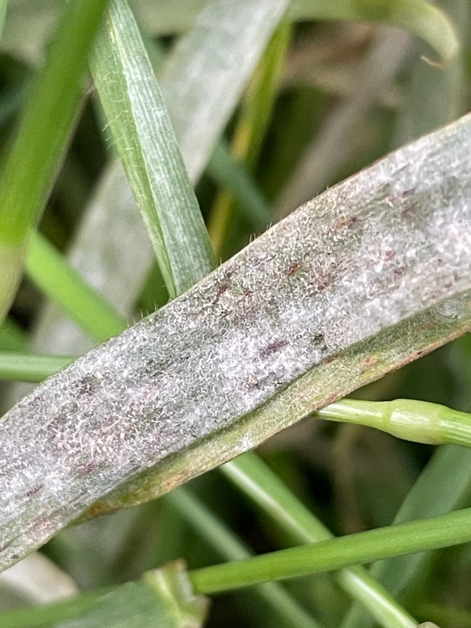 Mei: ghid de cultivare, risc si management: imagine de referinta din biblioteca AgroDex, asociata cu disease:fainare-la-mei. Făinare la mei: Blumeria hordei pe Hordeum murinum, fallback Poaceae pentru mei.