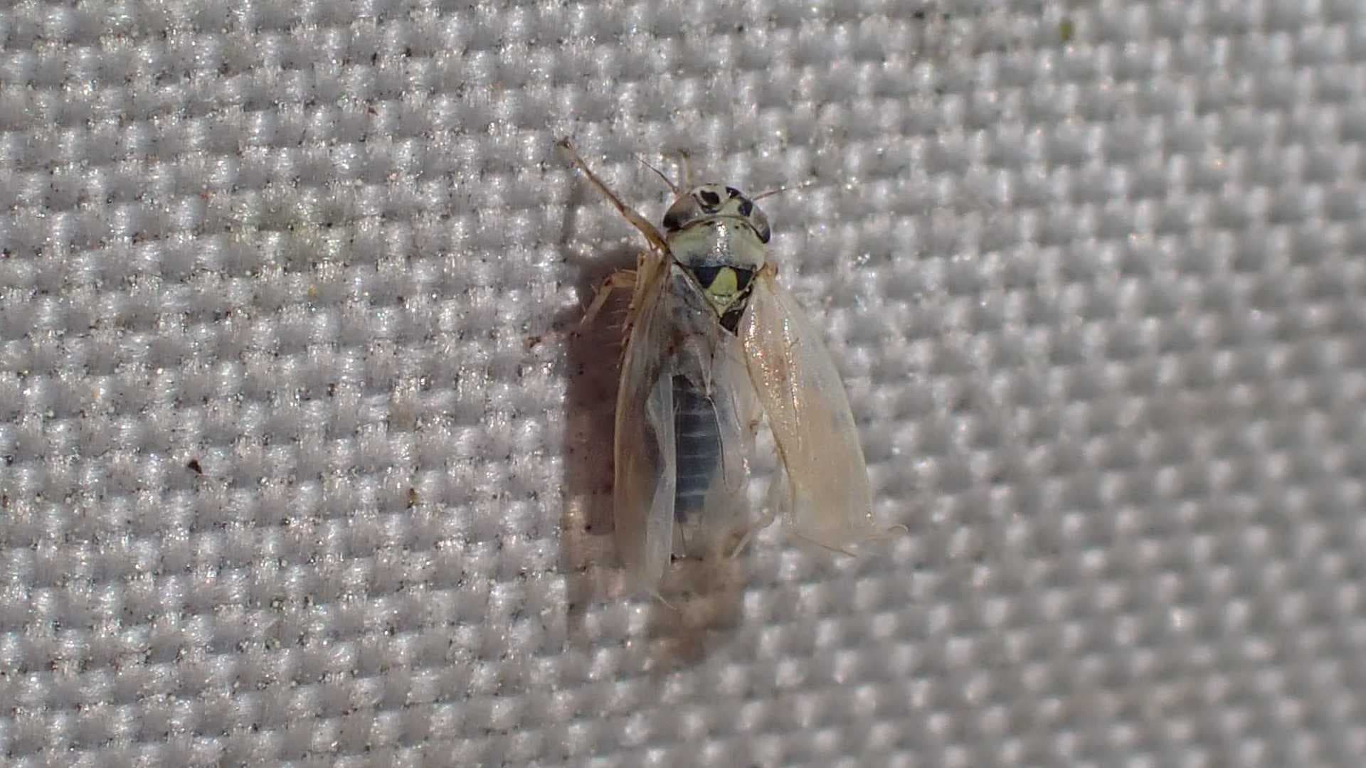 Cicadela Macrosteles laevis pe vegetatie de cereale