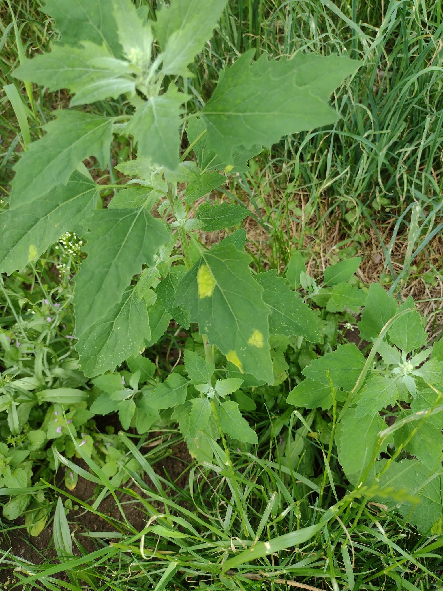 Quinoa: imagine de referinta asociata cu Mana quinoei. Mana quinoei: Peronospora variabilis symptoms on Chenopodium album leaves.