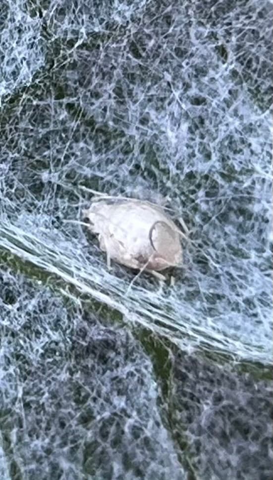 Afid pe Cynara cardunculus, anghinare salbatica/cardon.