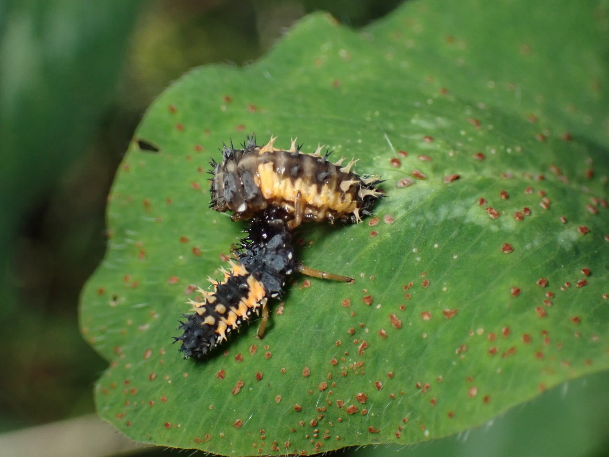 Rugina trifoiului: Uromyces fallens pe trifoi, pustule ruginii.