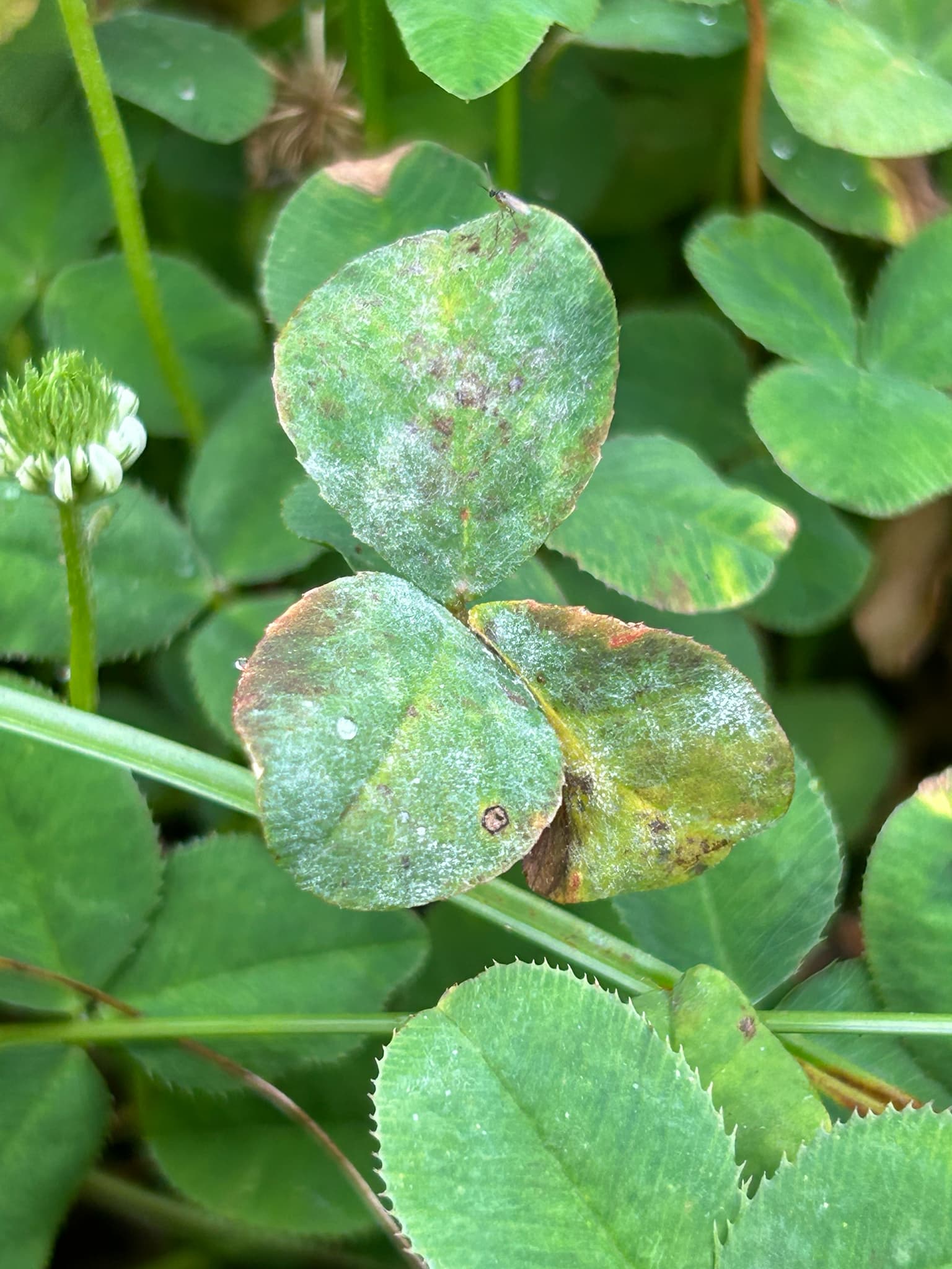 Făinare la linte roșie: Erysiphe pisi pe Trifolium, fallback Fabaceae pentru linte.