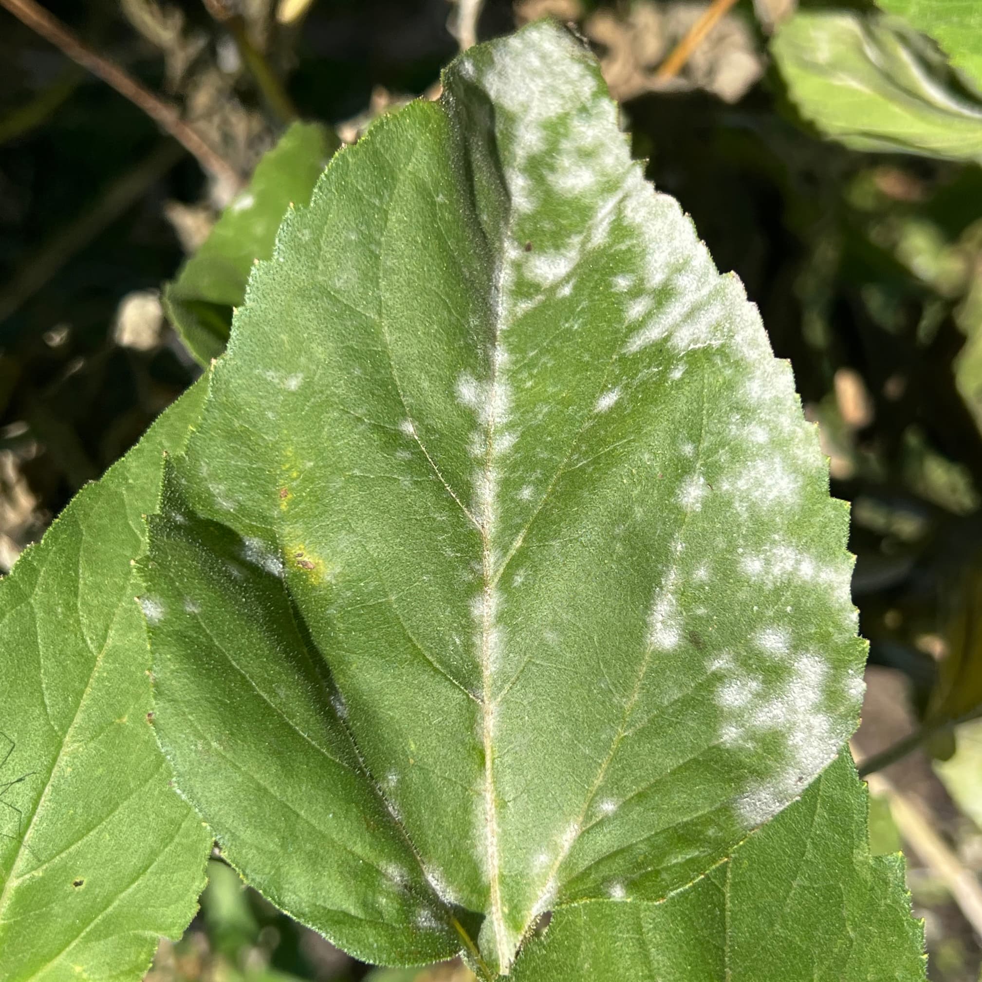 Făinare la cardon: Golovinomyces pe frunză de Asteraceae, fallback pentru cardon.