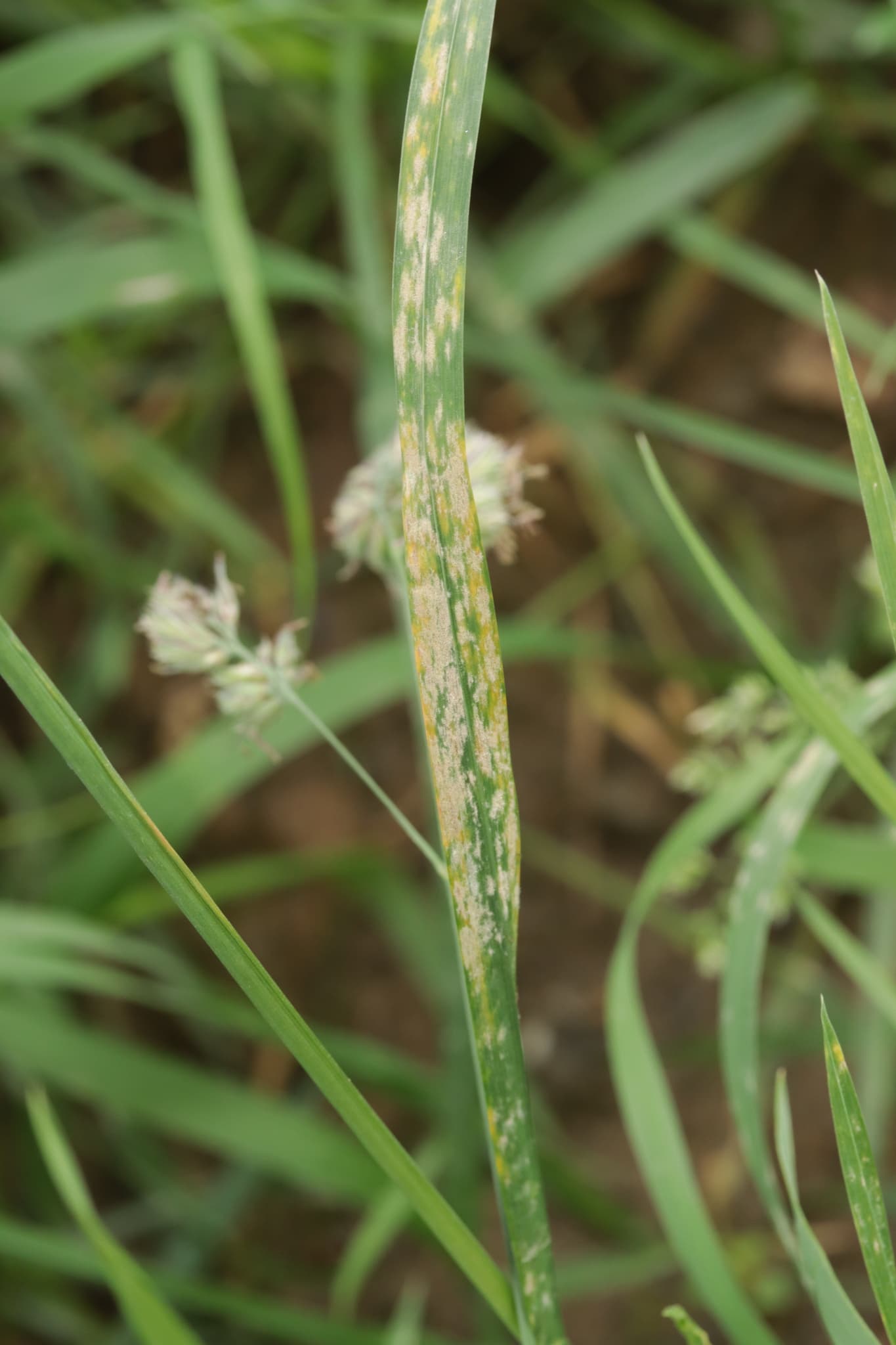 Fainare la golomat: Blumeria dactylidis pe Dactylis glomerata