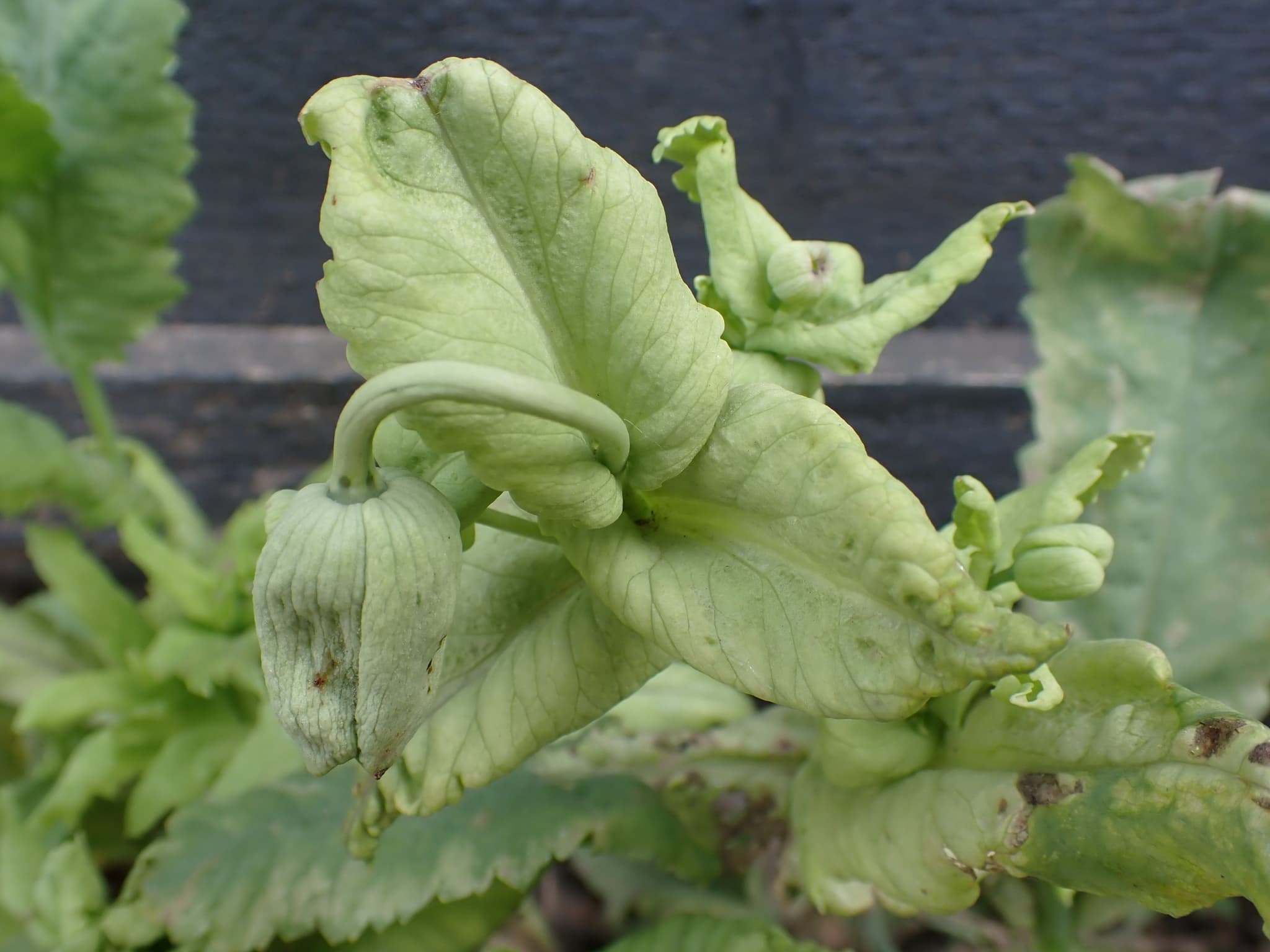 Mană la mac: Peronospora somniferi pe Papaver somniferum