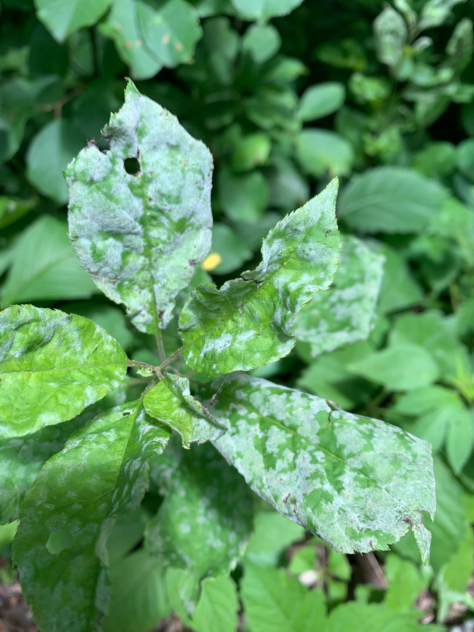 Corcoduș: imagine de referinta asociata cu Făinare la corcoduș: diagnostic, risc și management integrat. Fainare la corcodus: Podosphaera prunicola pe Prunus virginiana