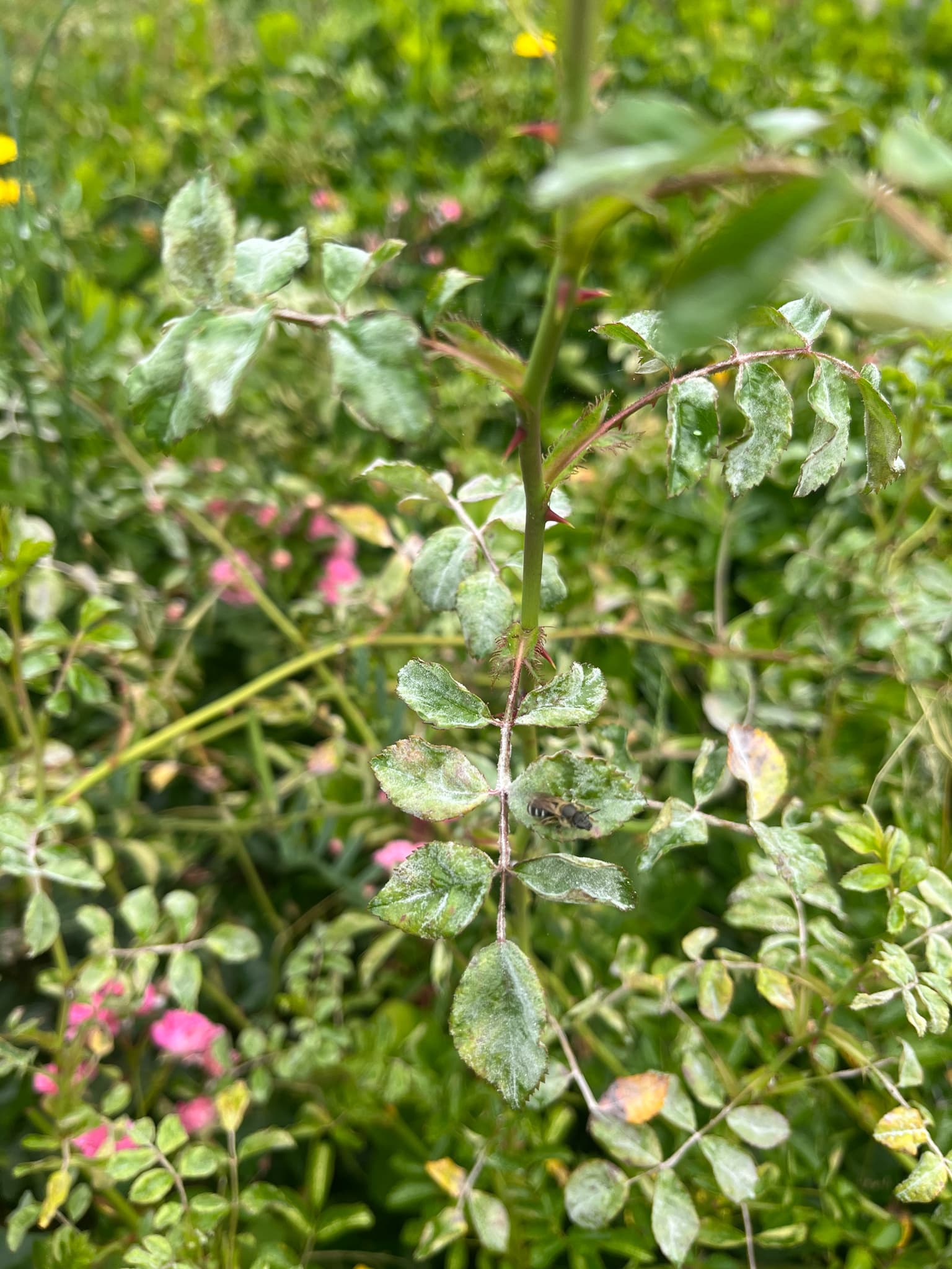 Fainarea macesului: Podosphaera pannosa on Rosa leaves