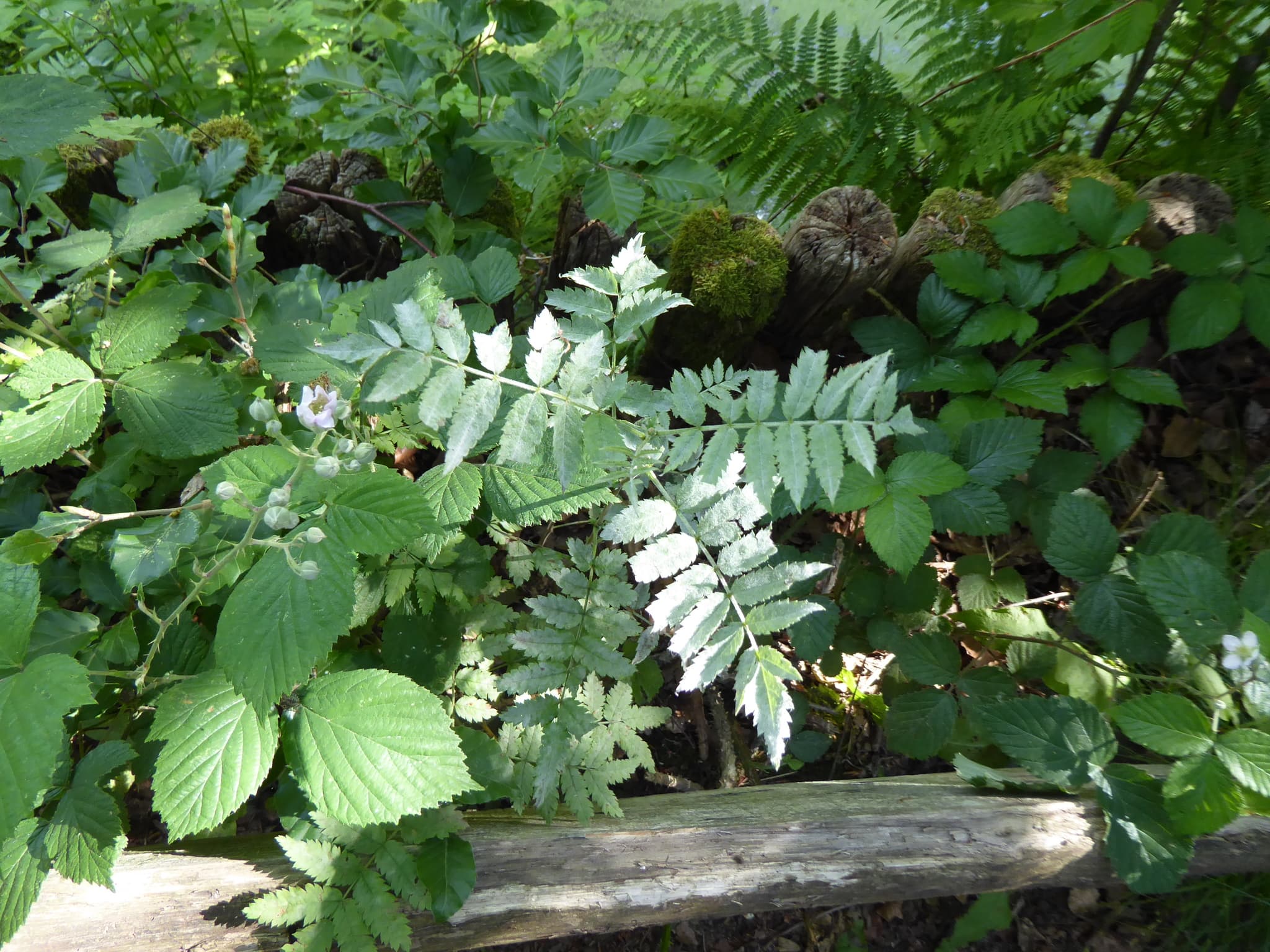 Făinare la aronia neagră: făinare vizibilă pe frunze de Sorbus, fallback Rosaceae pentru Aronia.