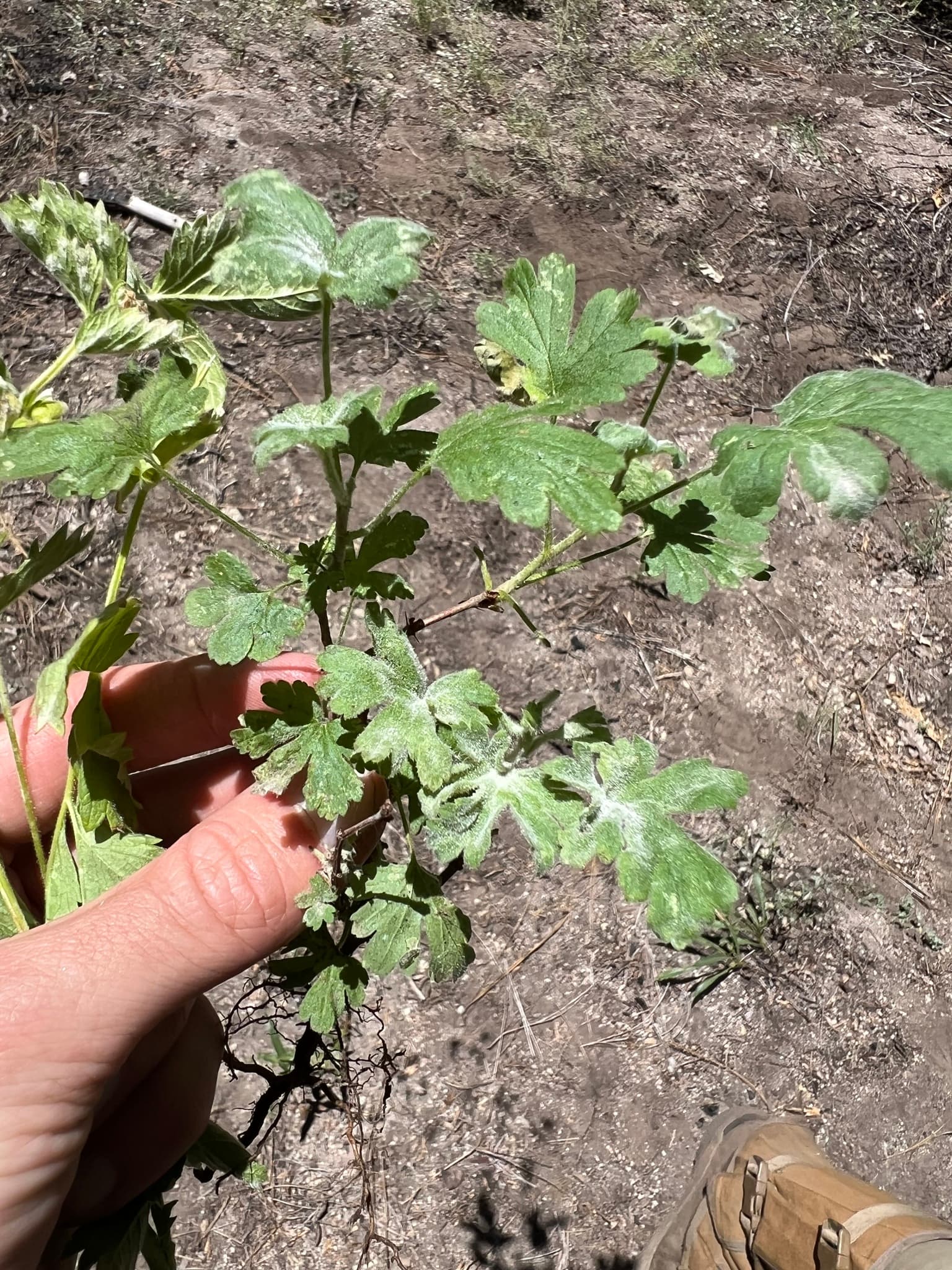 Fainarea agrisului: Podosphaera mors-uvae symptoms on Ribes leaves