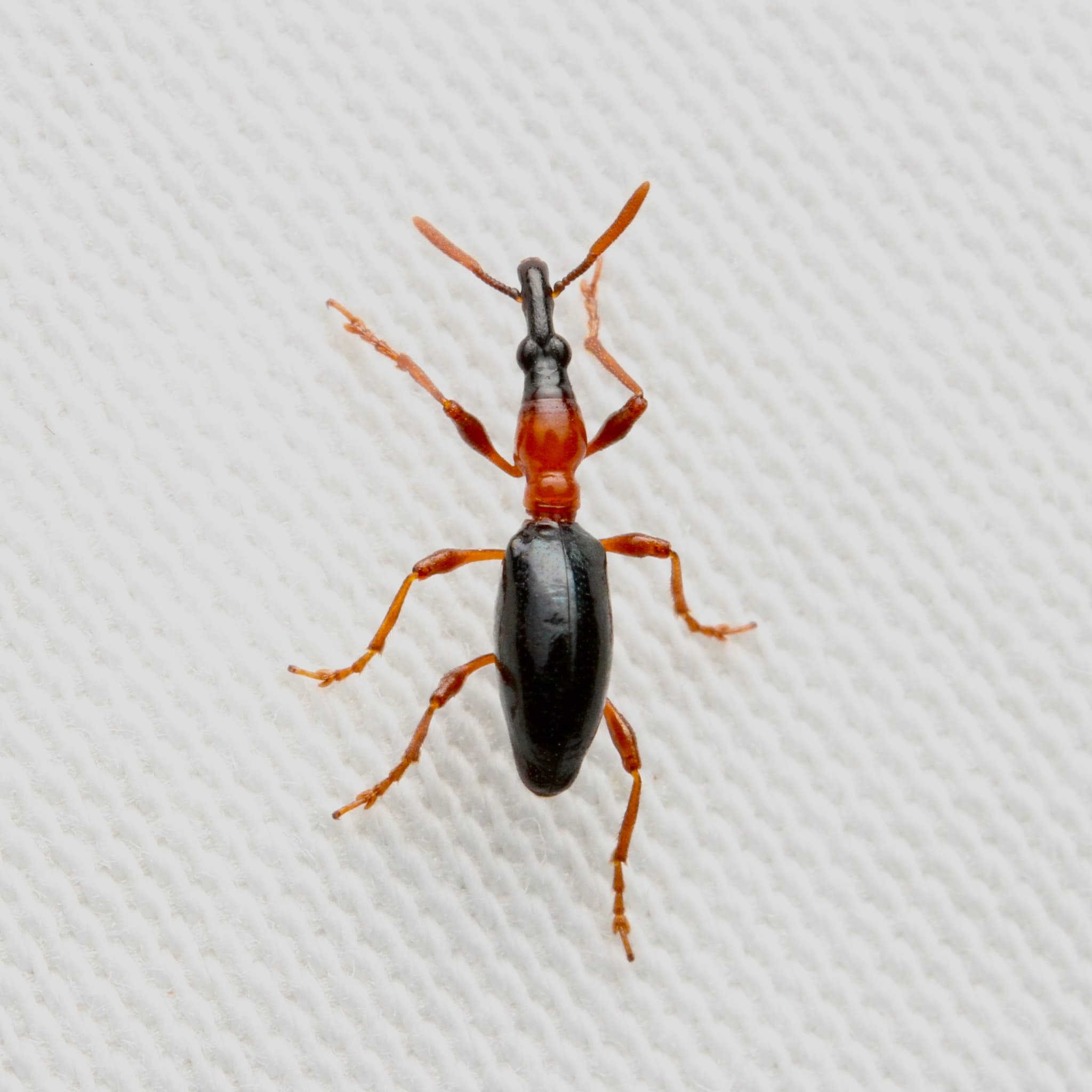 Adult de Cylas formicarius, gargarita cartofului dulce.