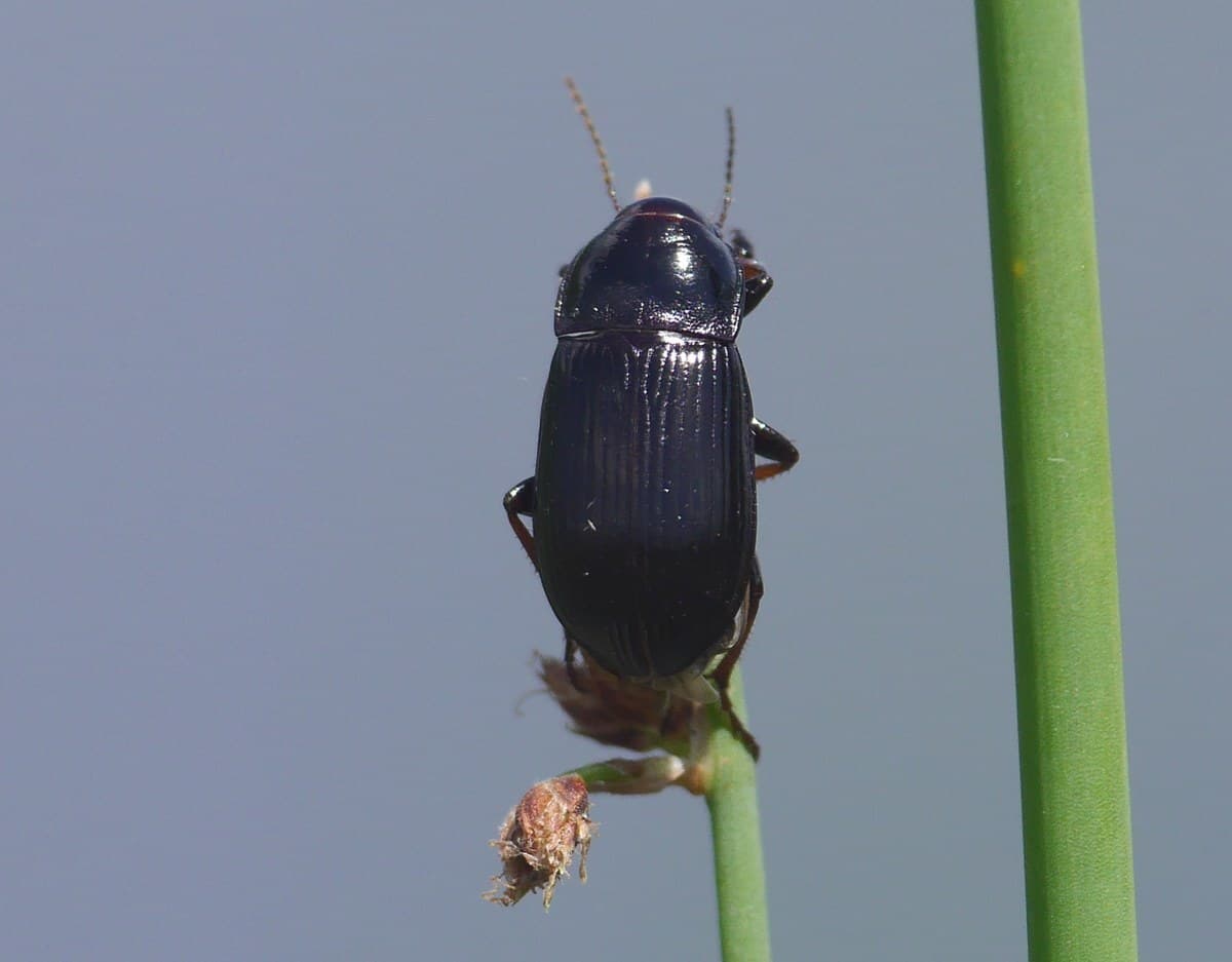 Gandacul ghebos: adult Zabrus tenebrioides pe planta