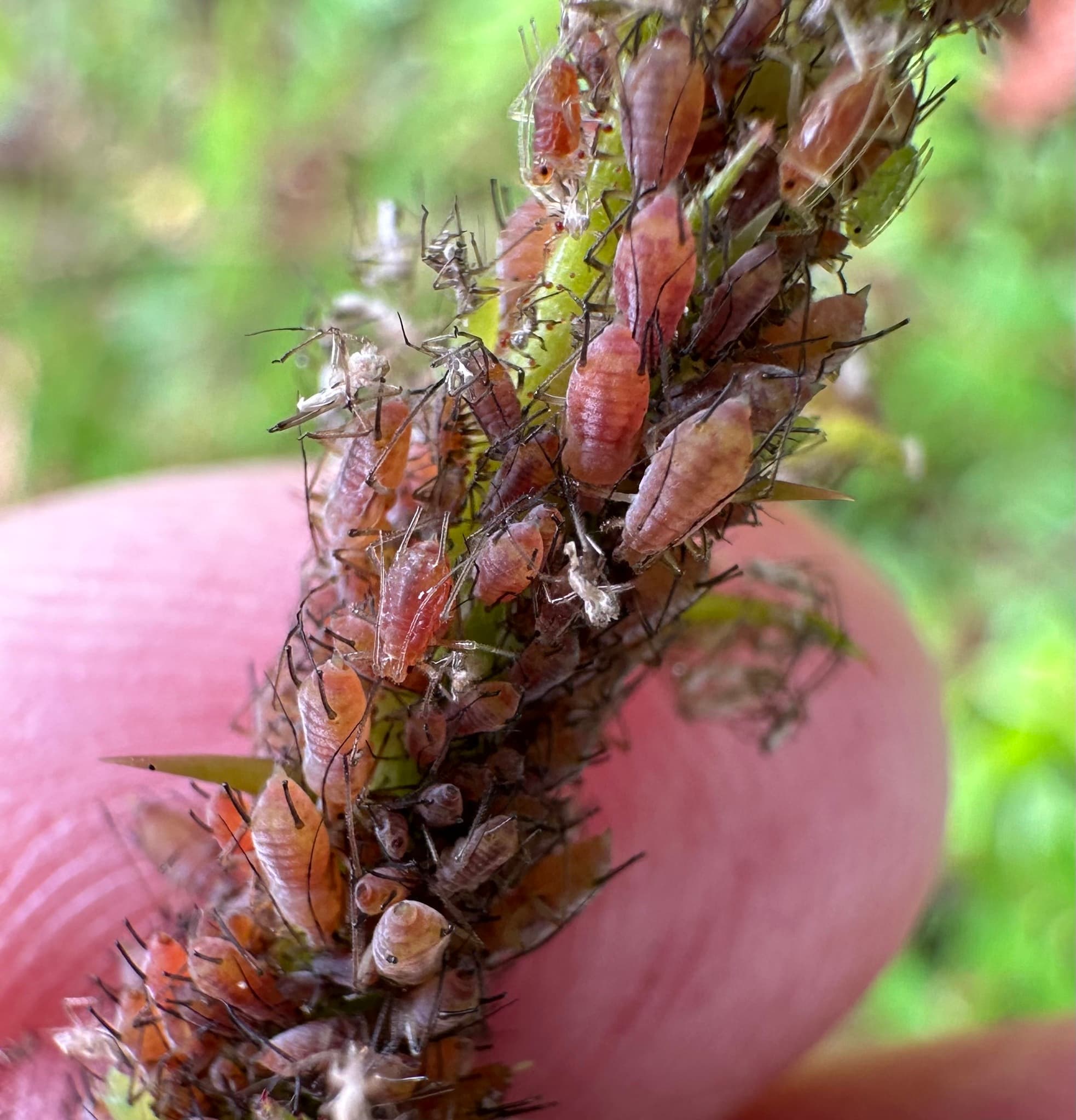 Macrosiphum rosae, păduchele trandafirului/măceșului