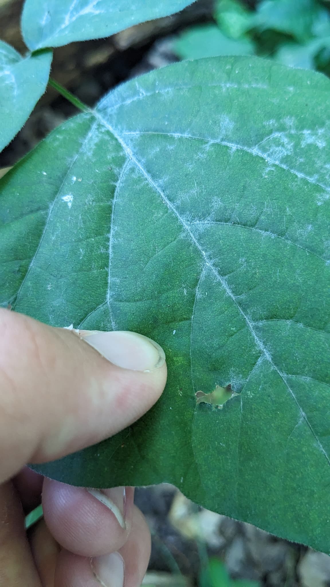 Fainare la soia edamame: Erysiphe diffusa visible powdery mildew symptoms