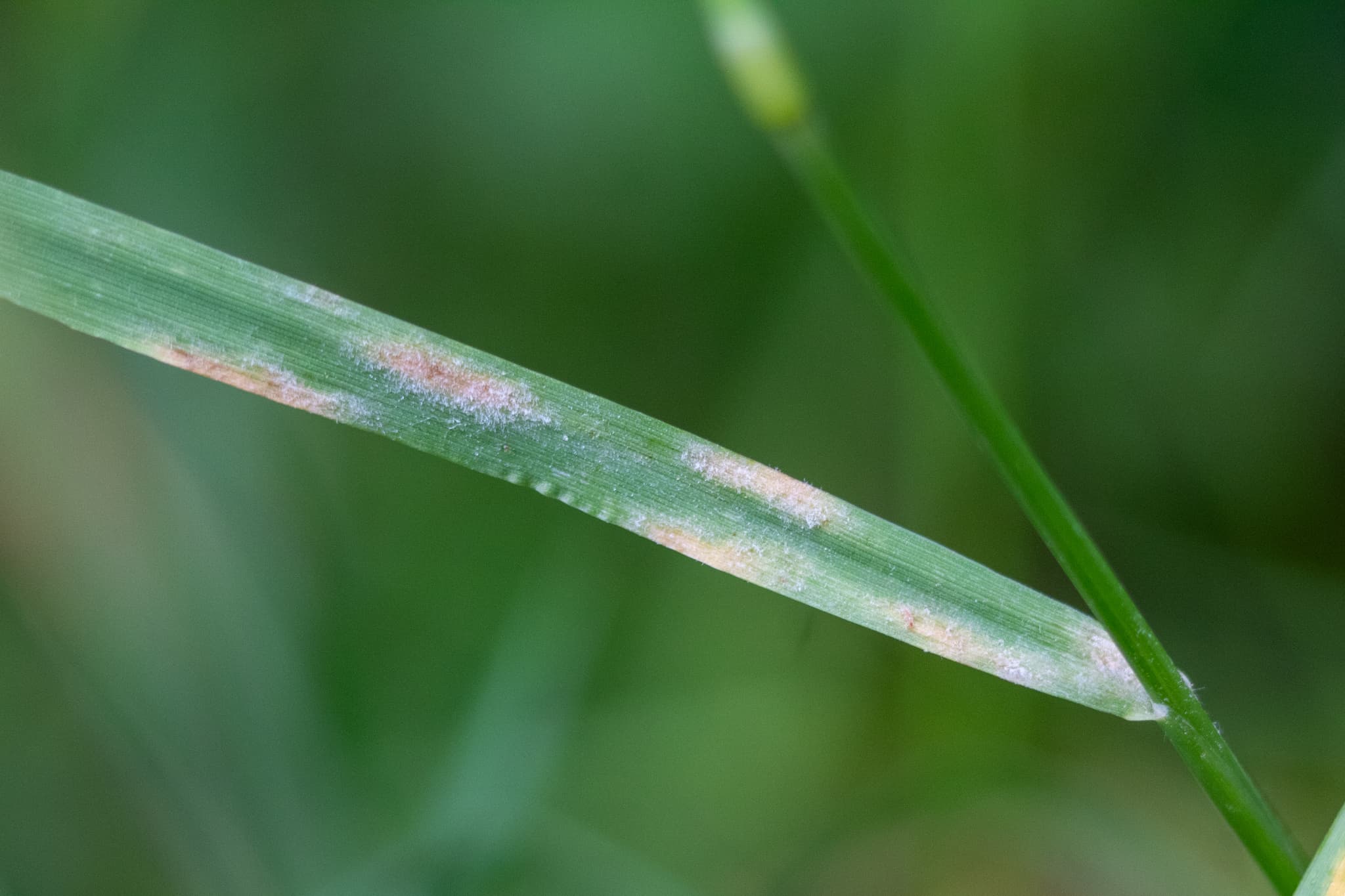 Făinare la miscanthus: Blumeria hordei pe Hordeum, fallback Poaceae pentru Miscanthus.