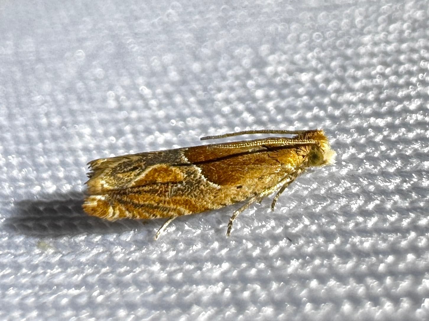 Strawberry leafroller moth adult on a neutral background.