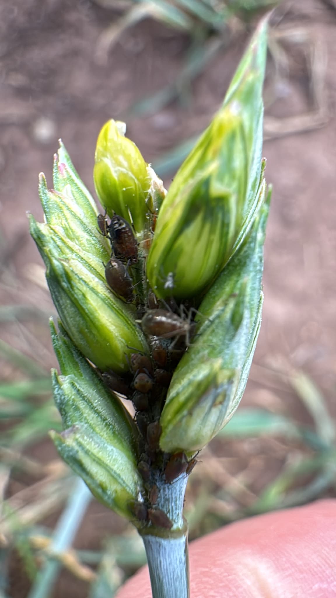 Afide la grau einkorn: Sitobion avenae on wheat ears