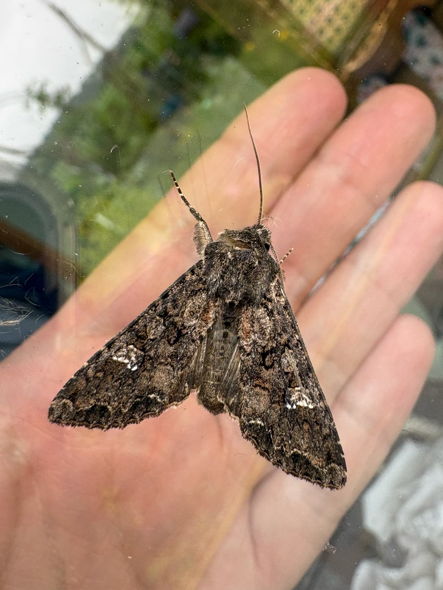 Buha verzei Mamestra brassicae adult