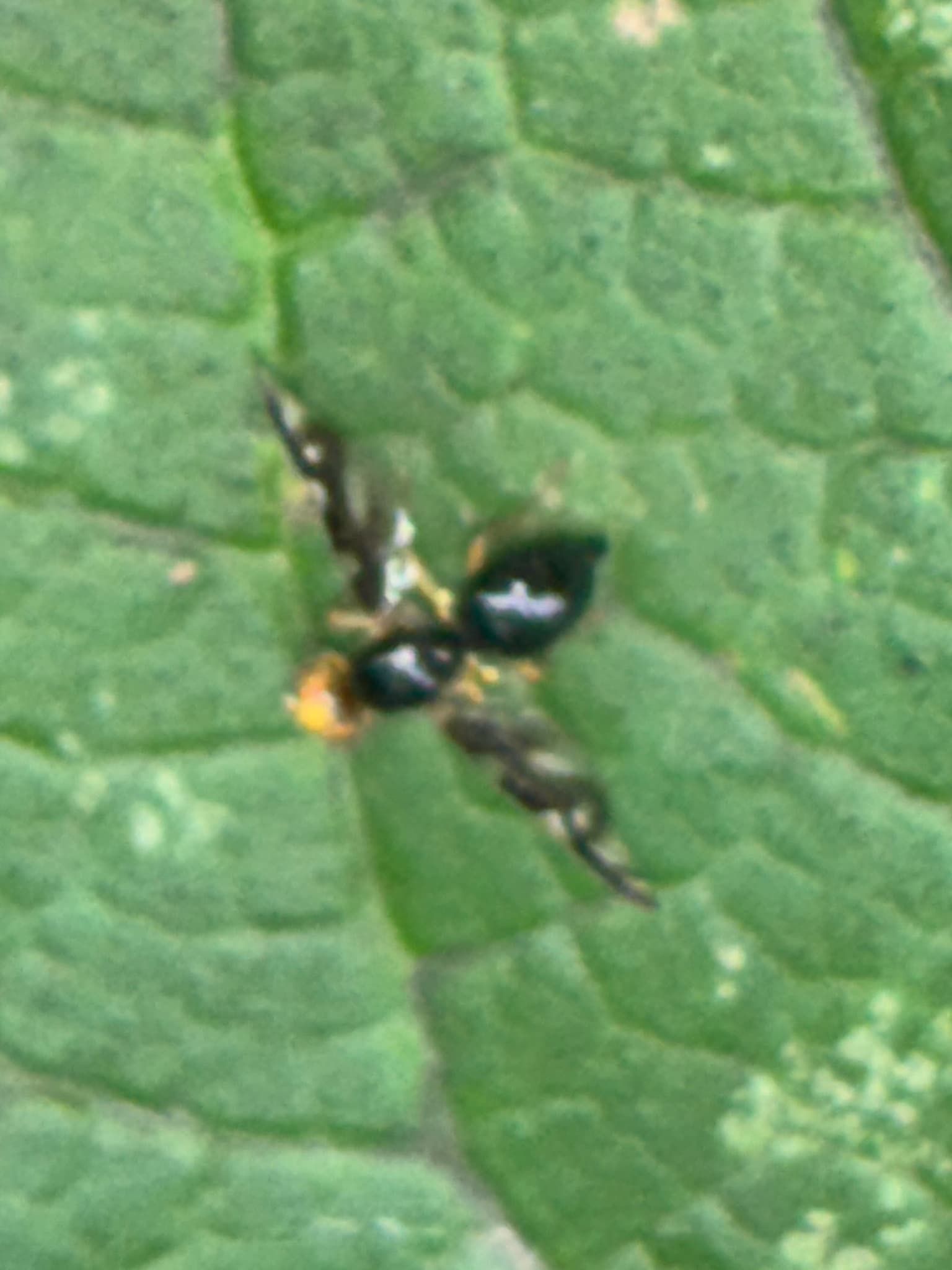 Musca telinei: Euleia heraclei adult
