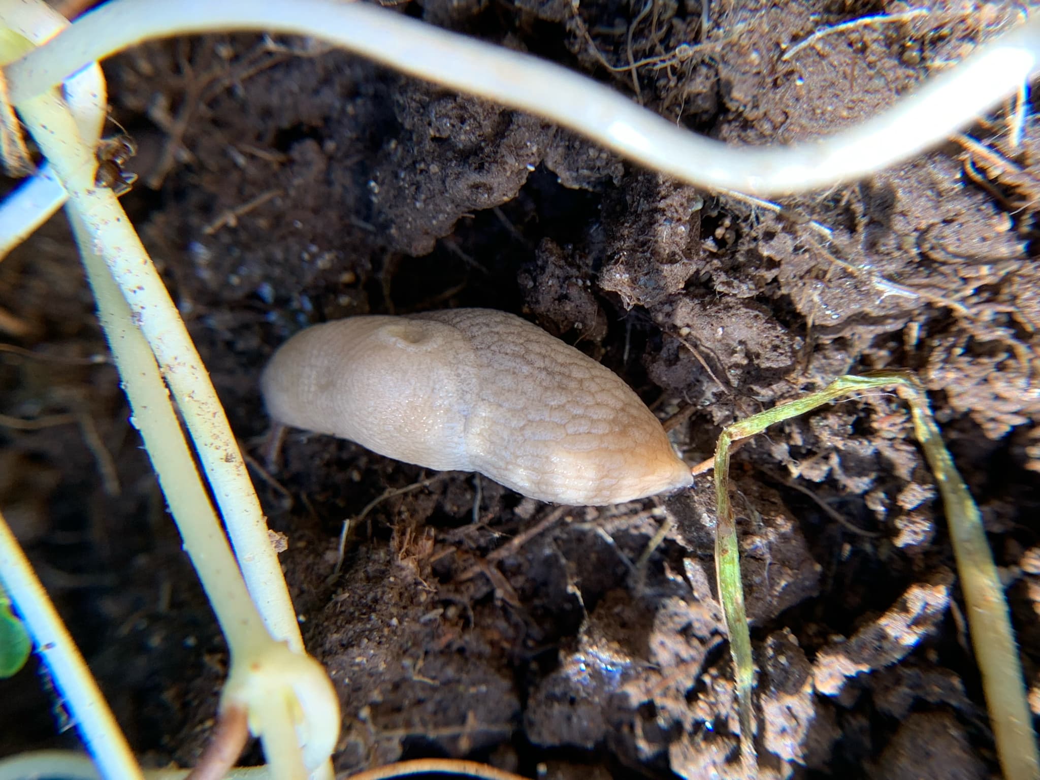 Melc limax Deroceras reticulatum pe sol