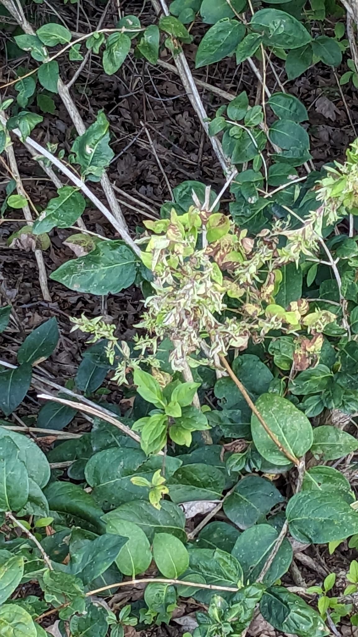 Hyadaphis tataricae, afid al caprifoiului, pe Lonicera.