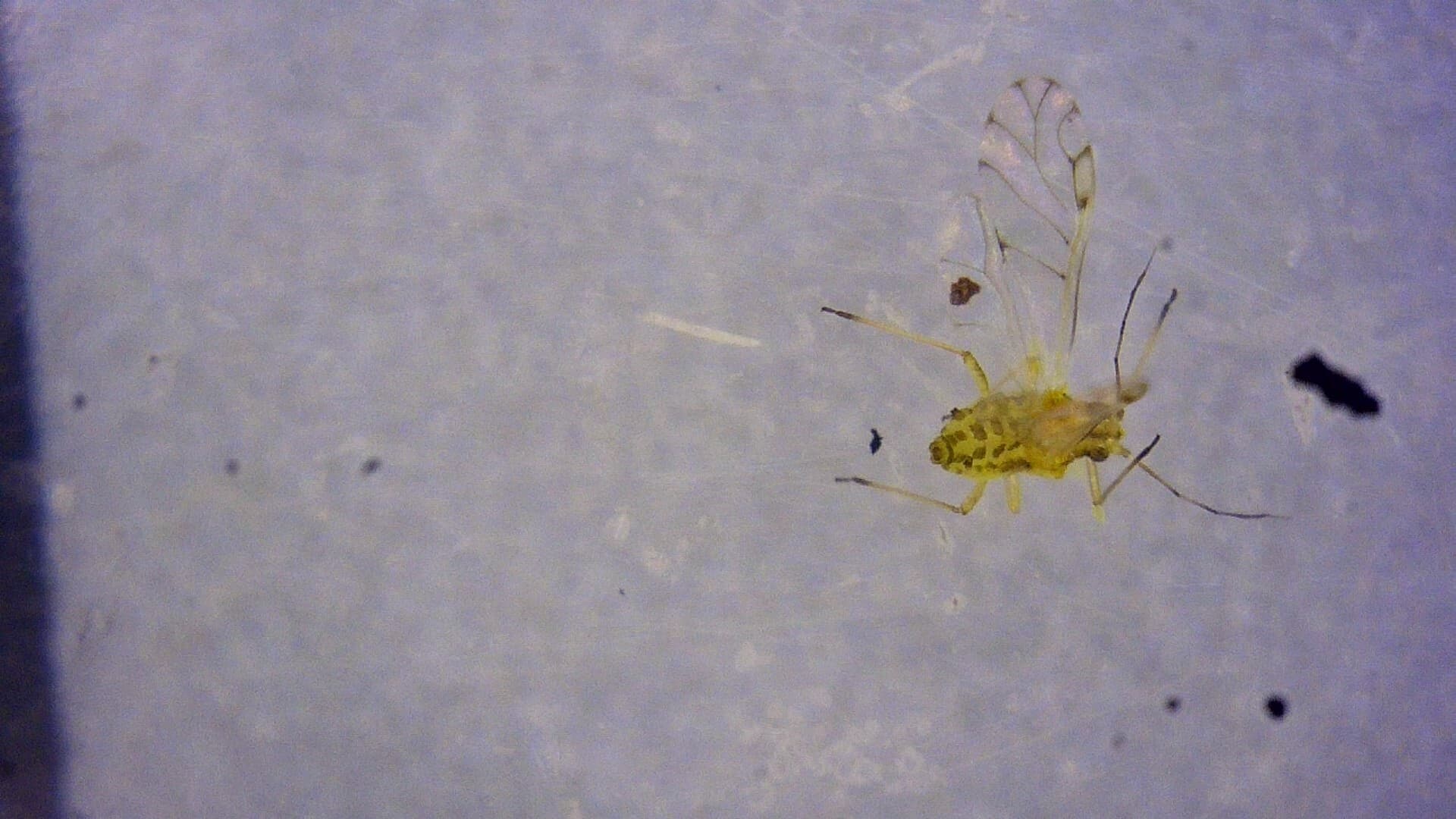Spotted alfalfa aphid photographed close enough for diagnostic body form.