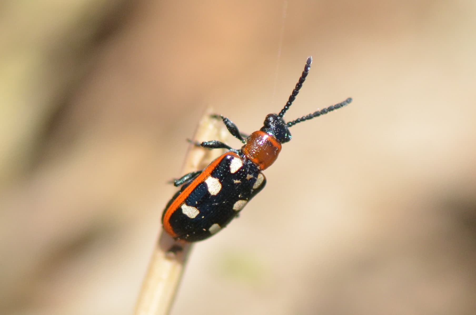 Crioceris asparagi adult pe vegetatie.