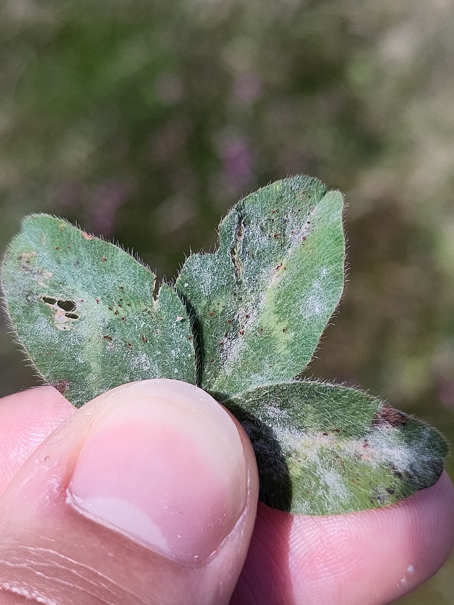 Făinare la năut negru: Erysiphe trifoliorum pe Trifolium, fallback Fabaceae pentru năut.